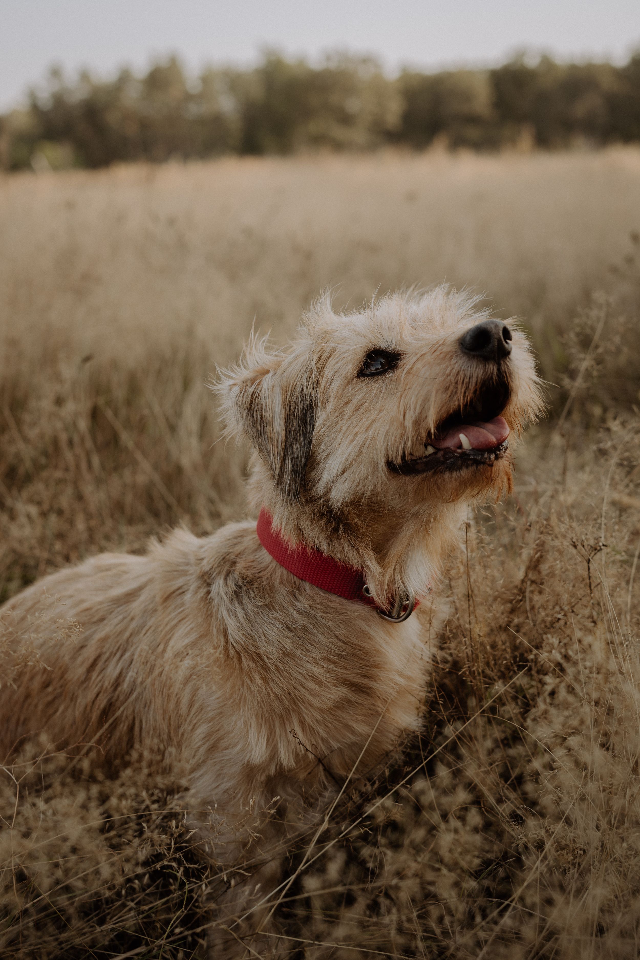 A happy shaggy dog with a red collar sitting in tall golden grass.
