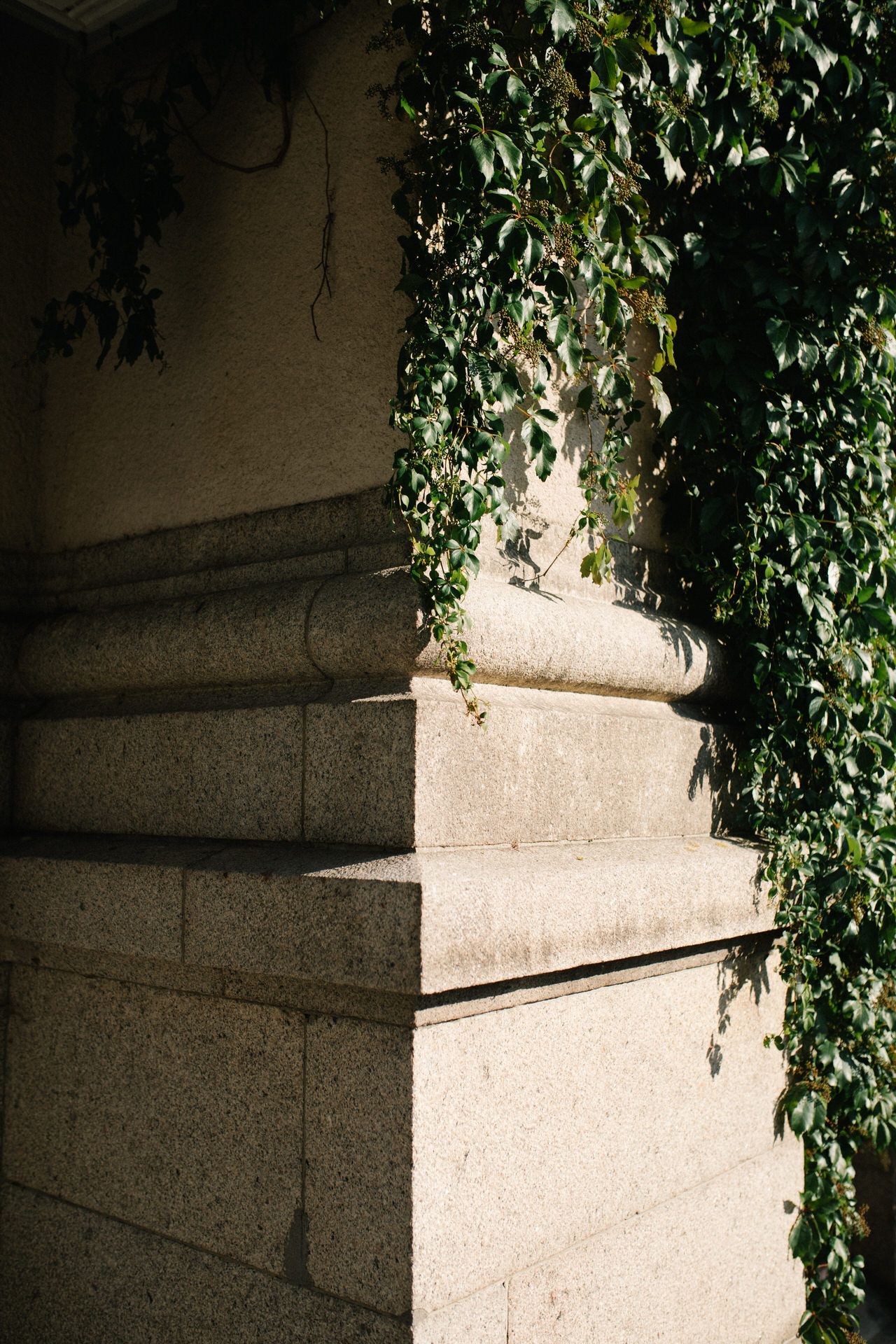 Sunlight casts geometric shadows on a stone wall with cascading ivy vines creating an architectural contrast.
