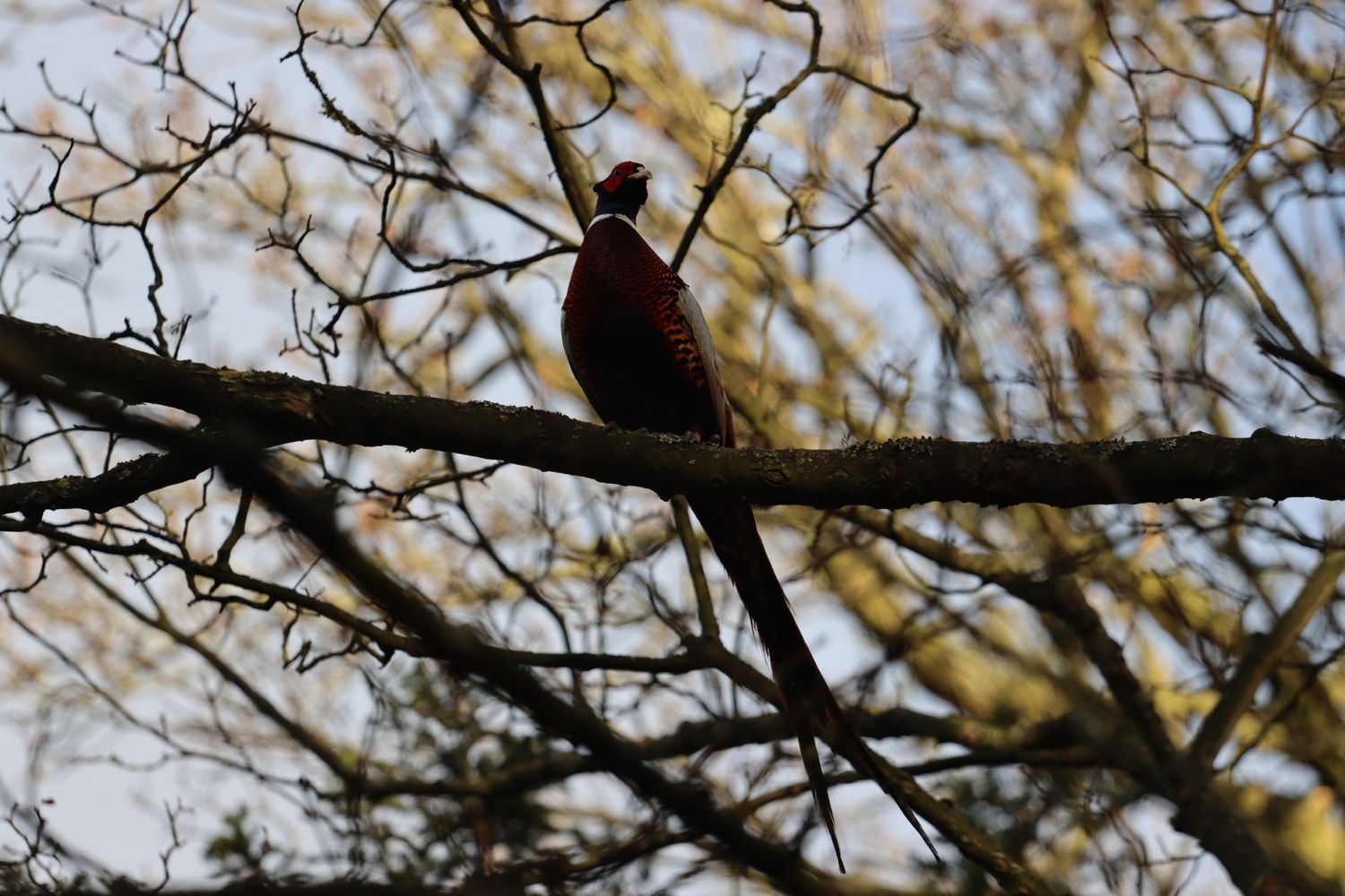 Sporting life in the British countryside – game day photography with pheasant by Emma Drohan