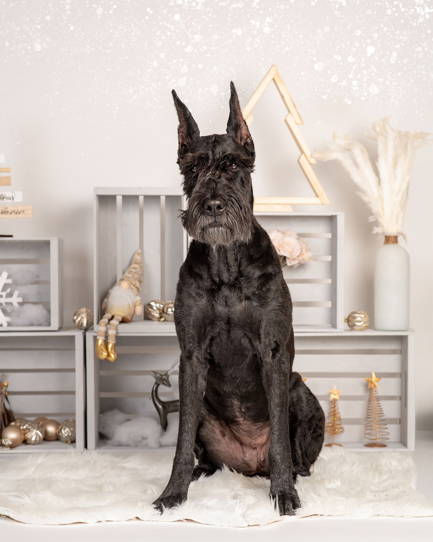 Dog Portrait of a Giant Schnauzer in an adorable Christmas setting by Tripdog Photography, Red Deer Alberta Photographer
