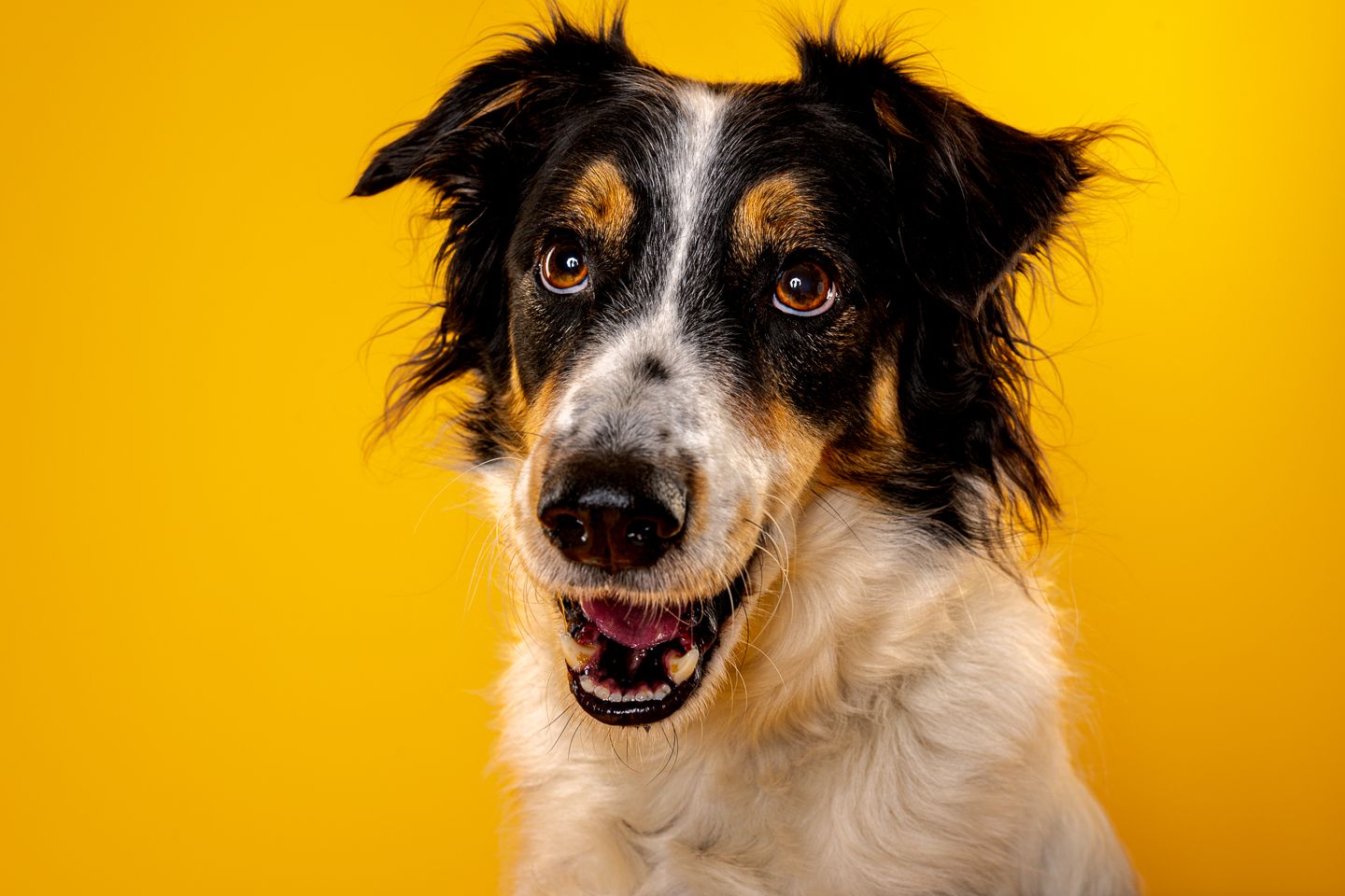 Dog studio photography by Dorset photographer Kris the Photographer