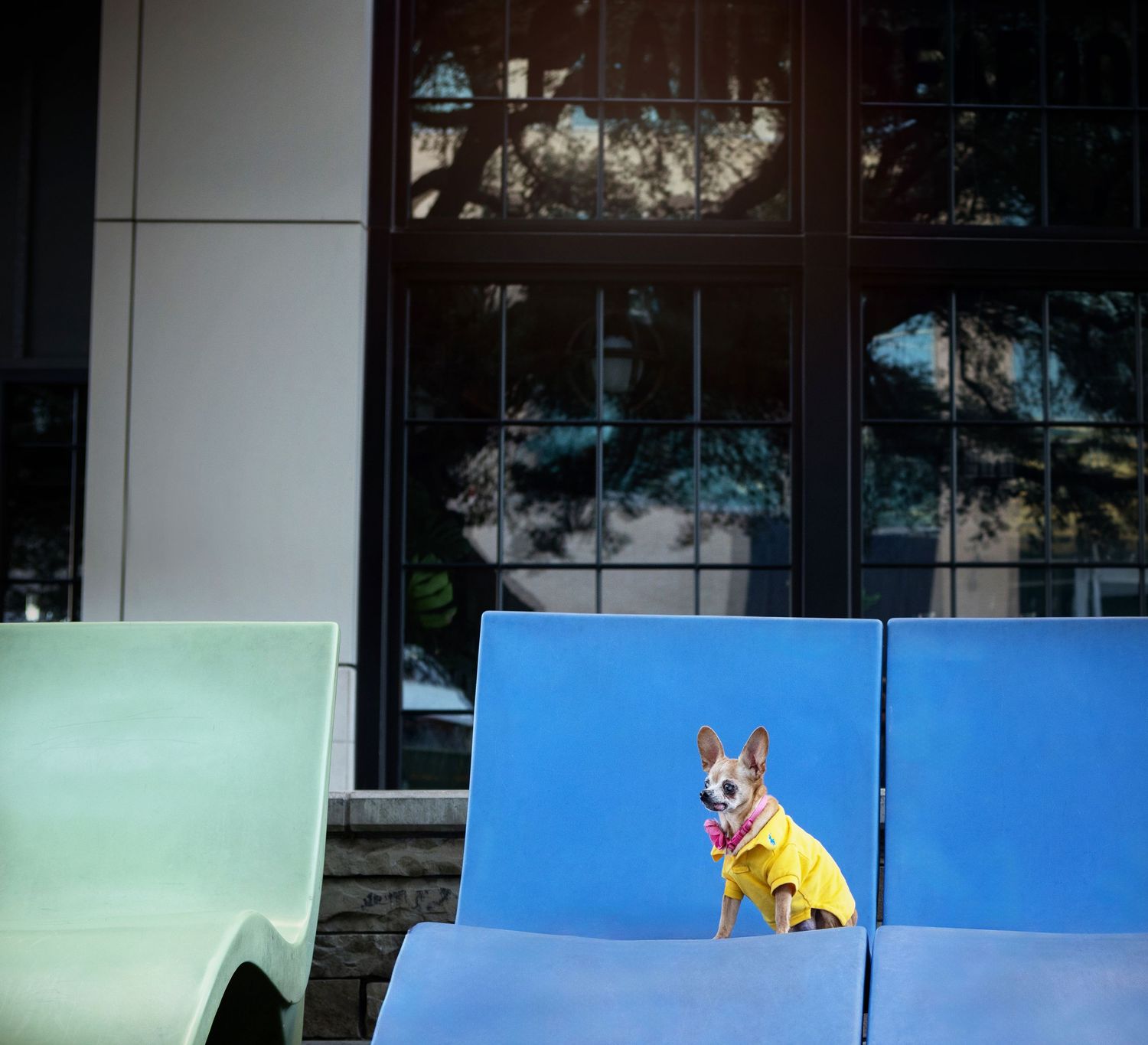 A small dog wearing a yellow T shirt sits on a bright blue outdoor chair against a reflective glass building.