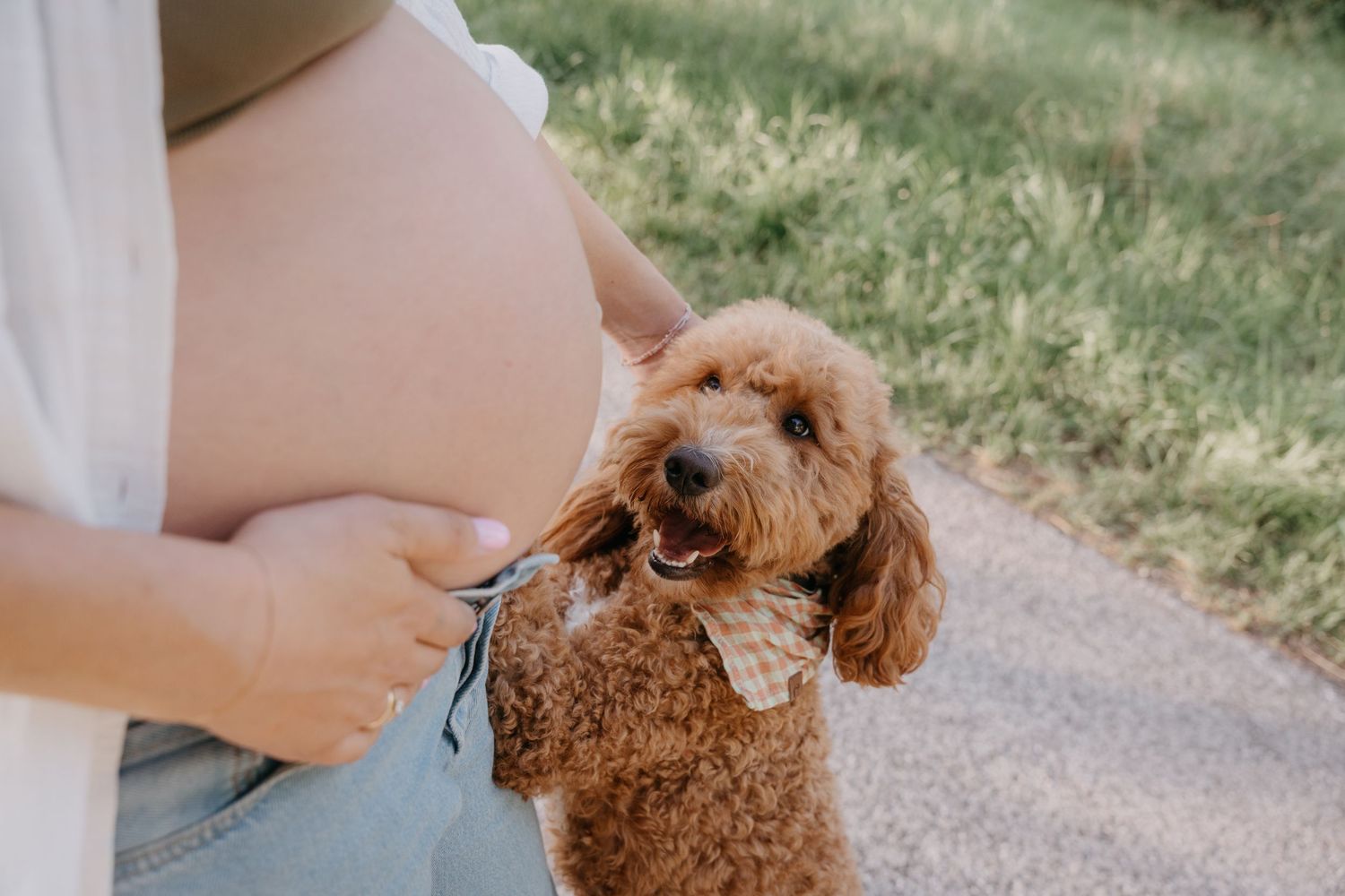 A reddish-brown goldendoodle puppy looks up attentively while sitting outdoors.