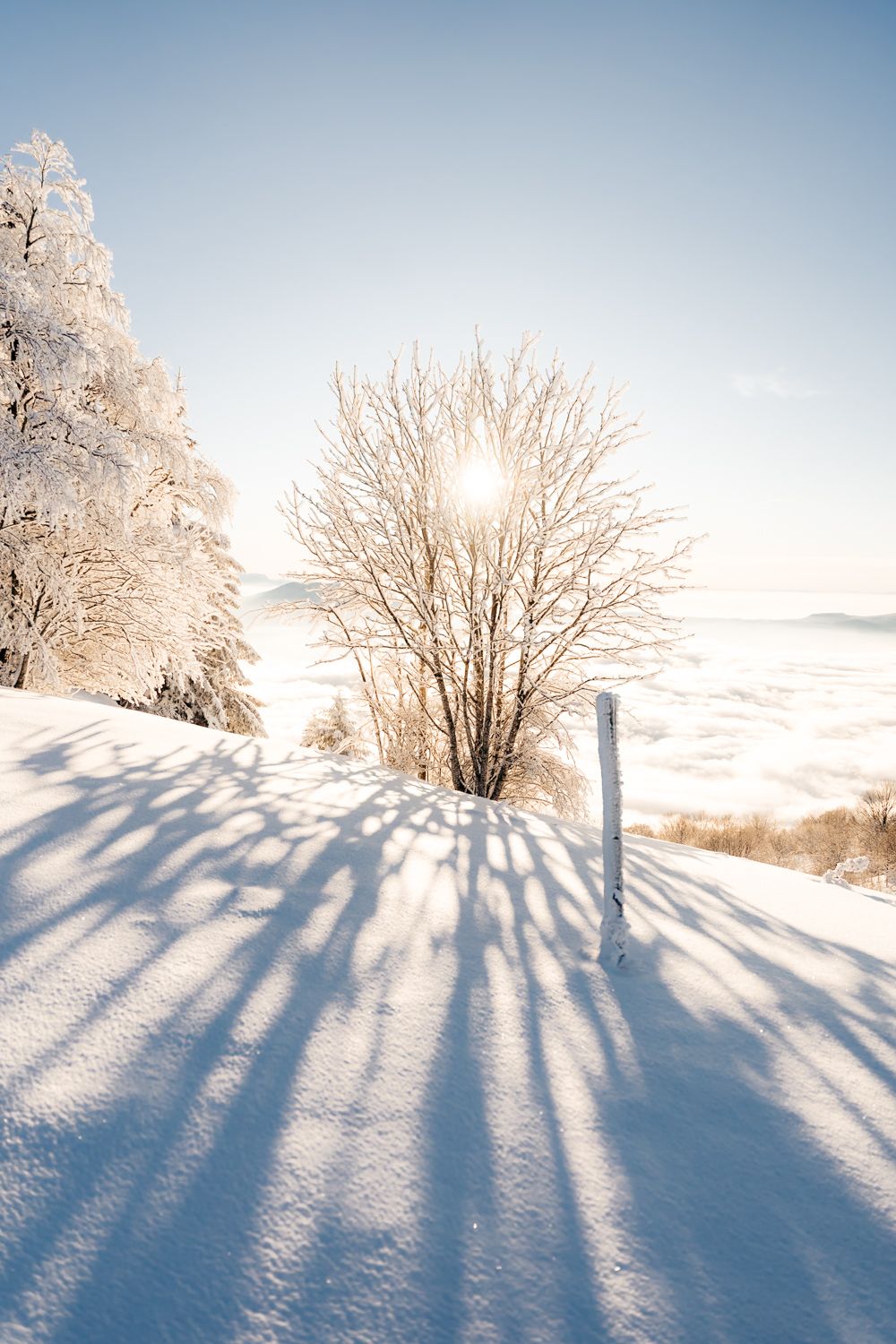 Arbre au coucher du soleil en hiver et sous la neige depuis les hauteurs de Chambéry, au Sire