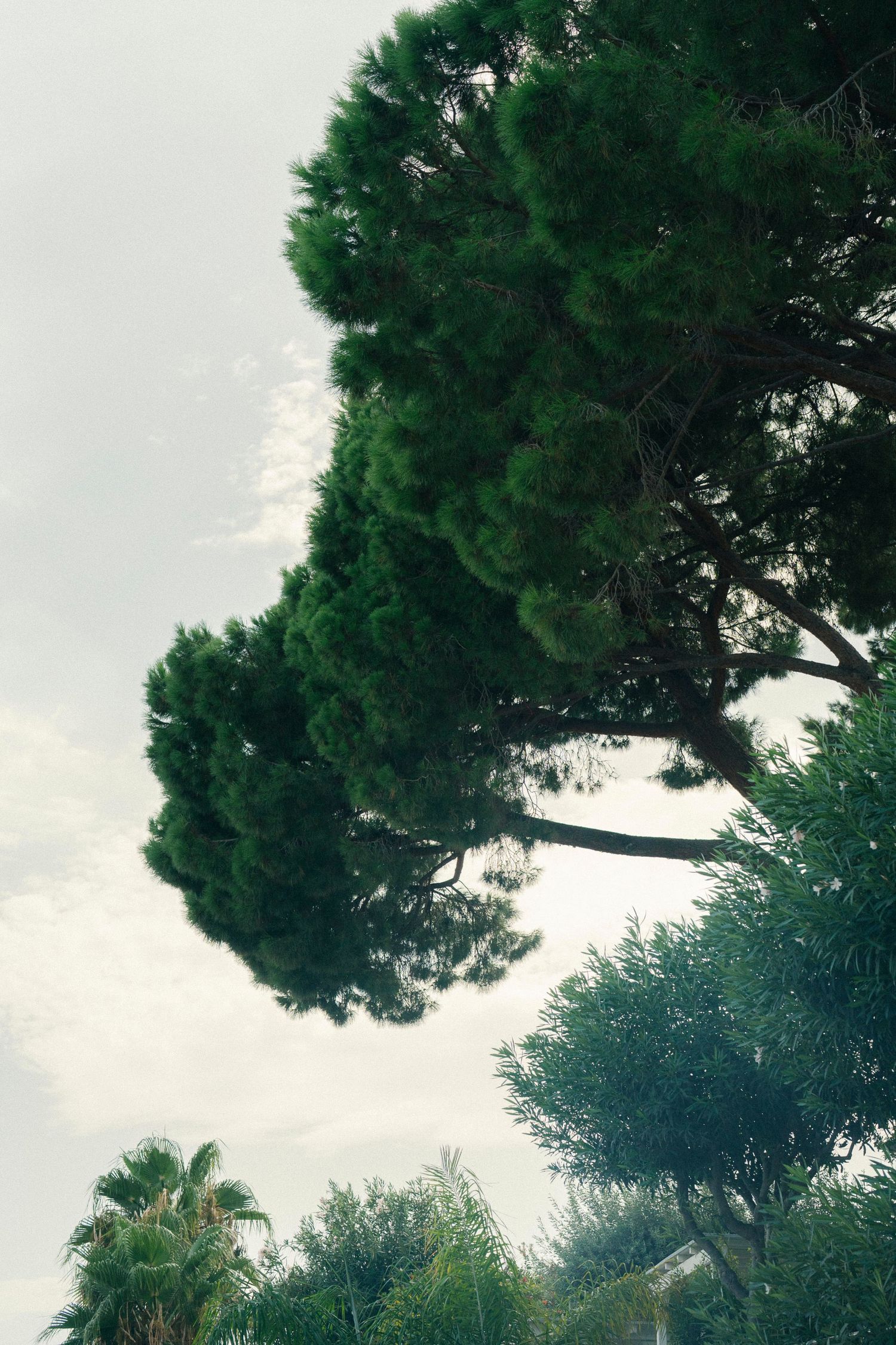 Tall evergreen trees with dense green foliage silhouetted against an overcast sky create a natural canopy.