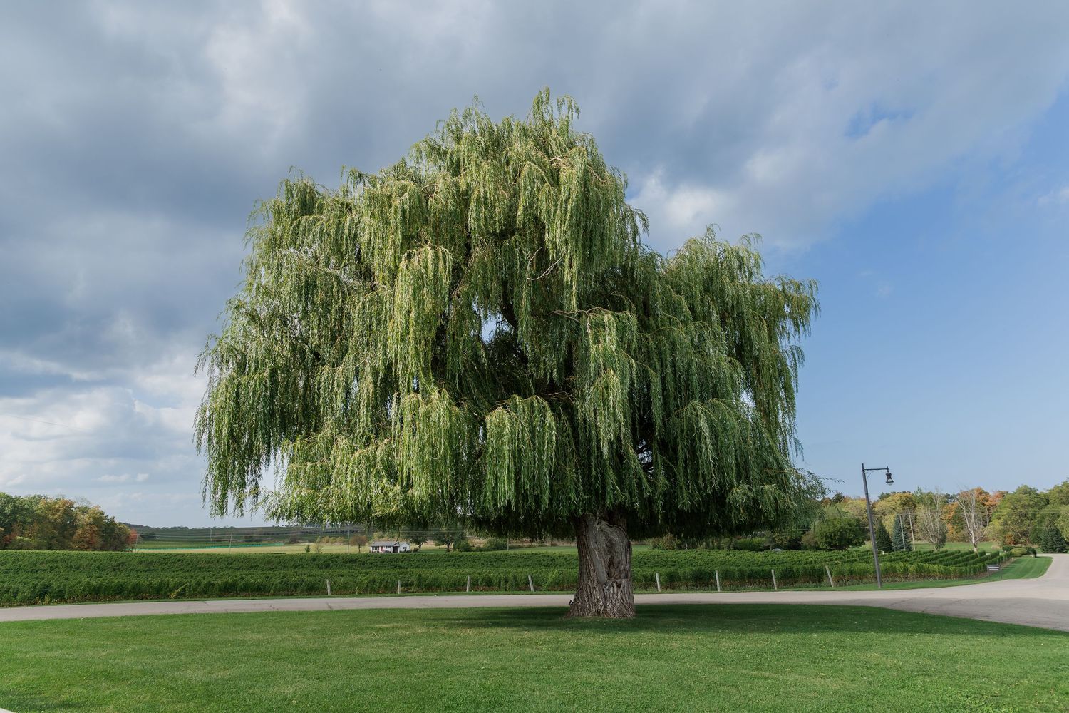 Sweeping landscape view with weeping willow trees and green lawns under partly cloudy skies at Vineland Estates Winery.