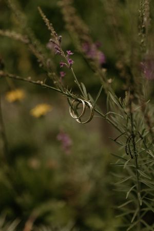Close-up of delicate purple wildflowers and foliage in natural lighting.
