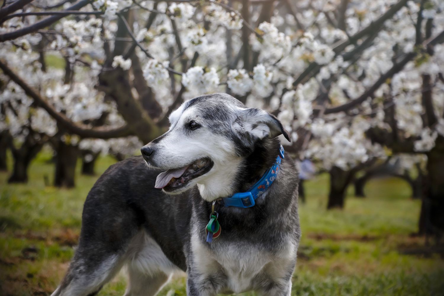 Cherry Hill Orchard Senior Dog Photoshoot