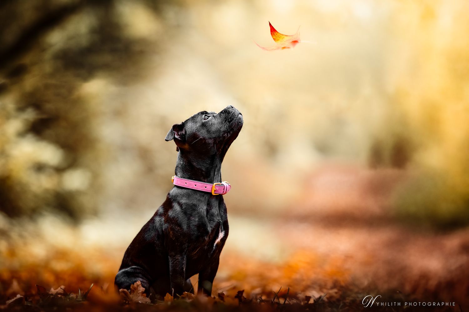 Séance photo d'un chiot staffie avec photographe professionnel pour animaux en Meuse proche de Verdun et alentours