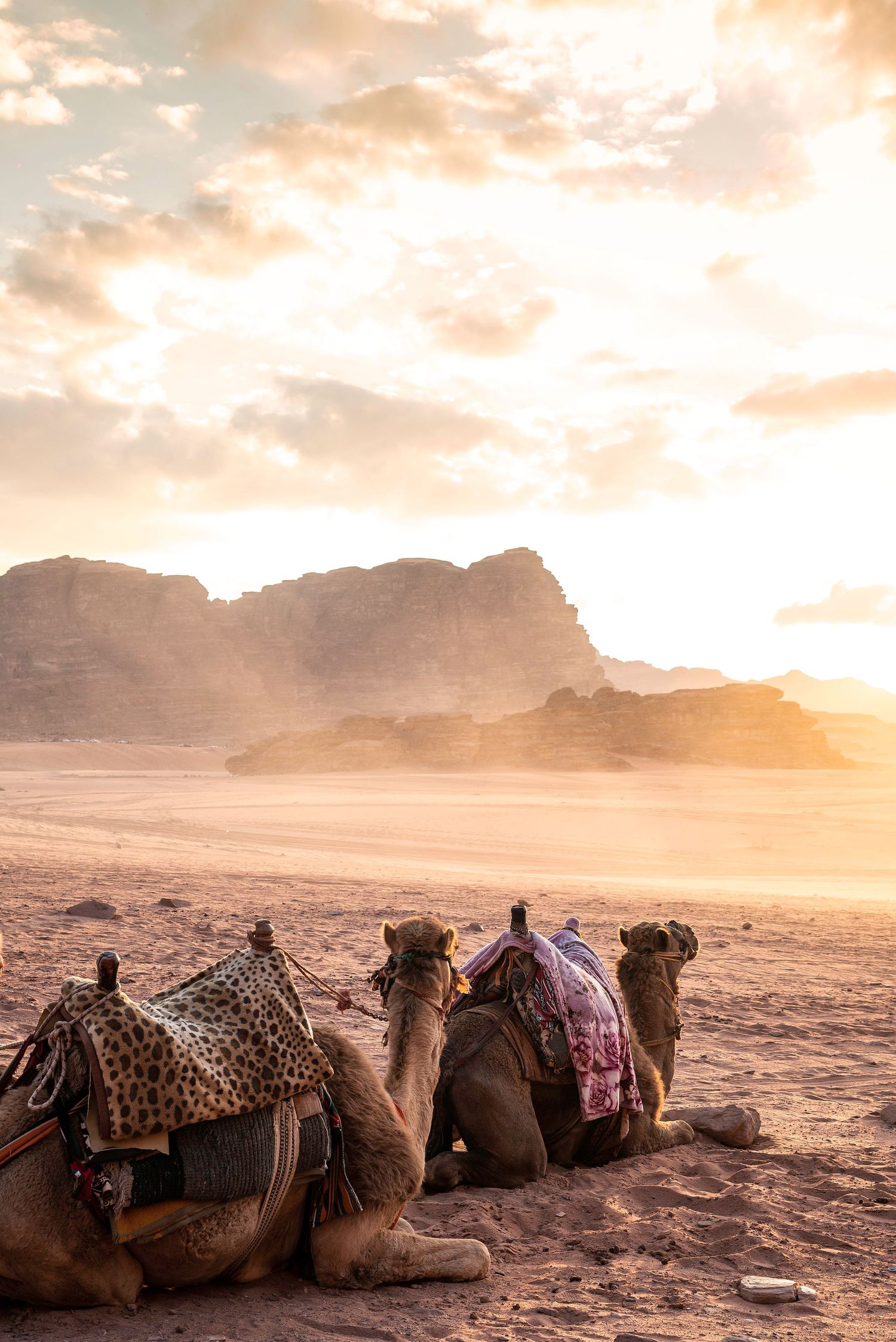 Camels resting in the desert at sunset with mountains silhouetted against golden clouds.