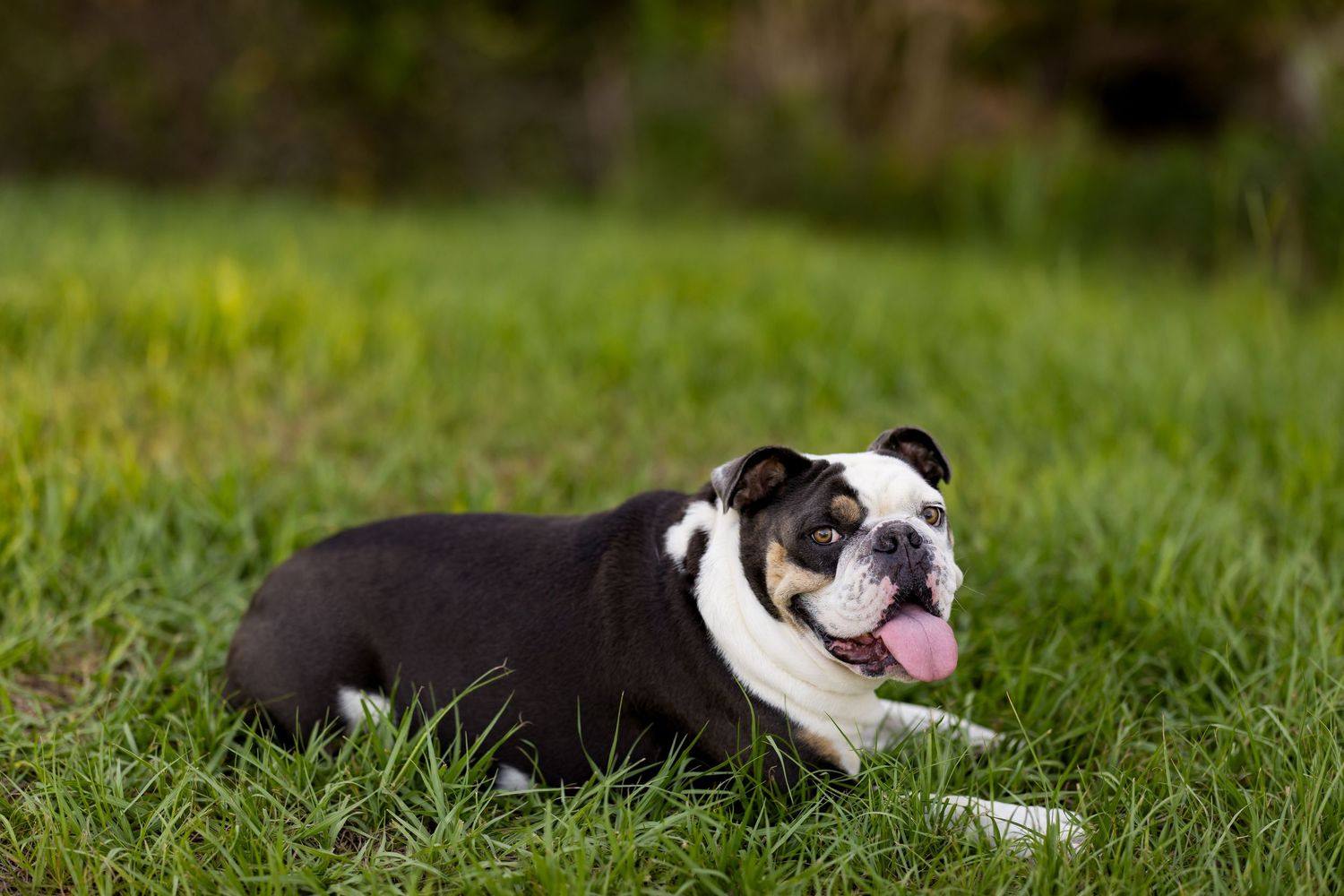 A happy black and white dog lies in the grass during an outdoor photo session.