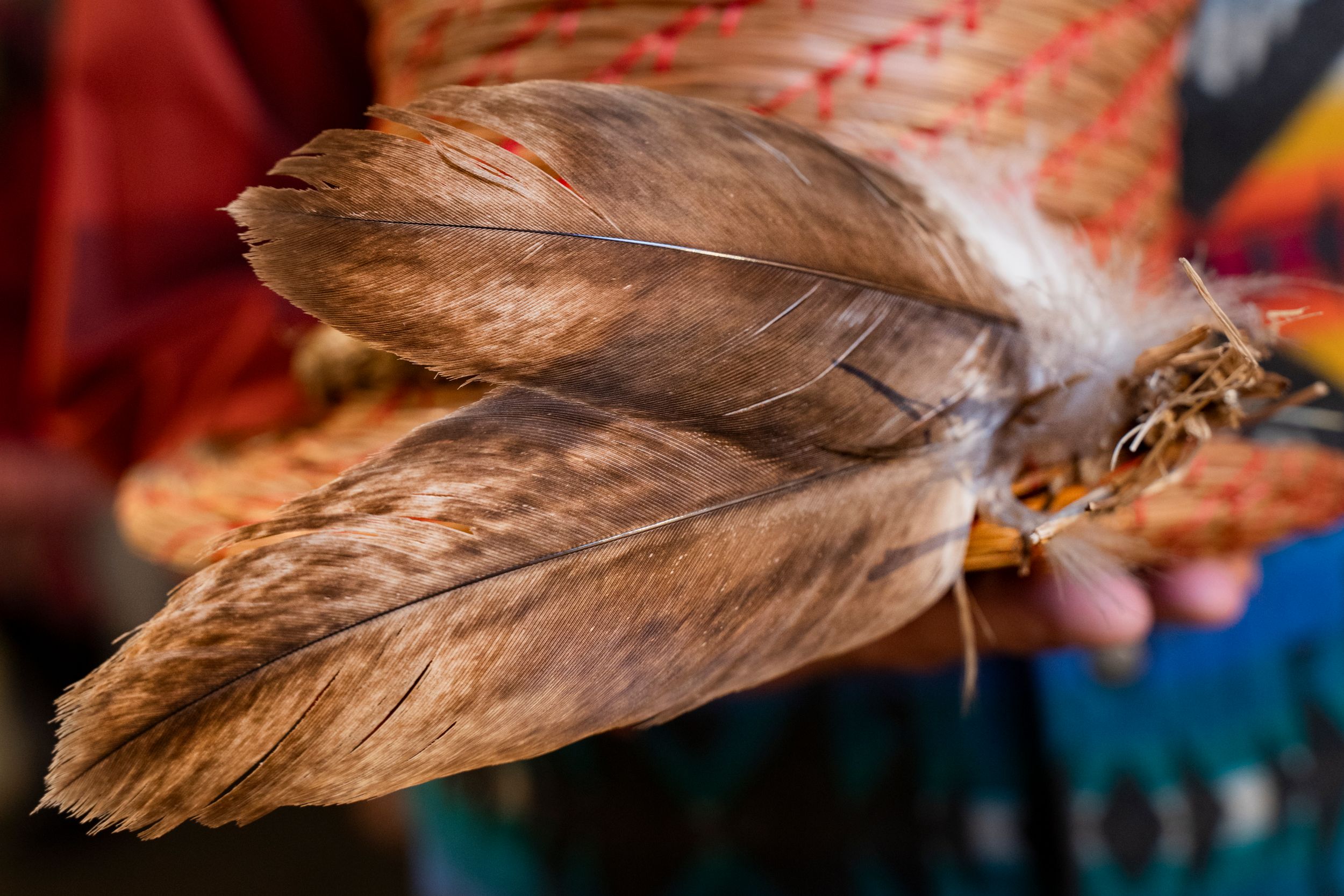 A close-up view of brown feathers with delicate textures and patterns against a colorful background.