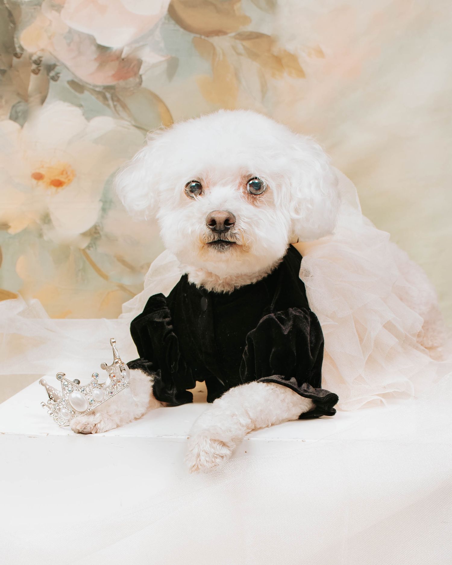 White Bichon Frise dog wearing a black velvet outfit poses on cream-colored backdrop with soft lighting.