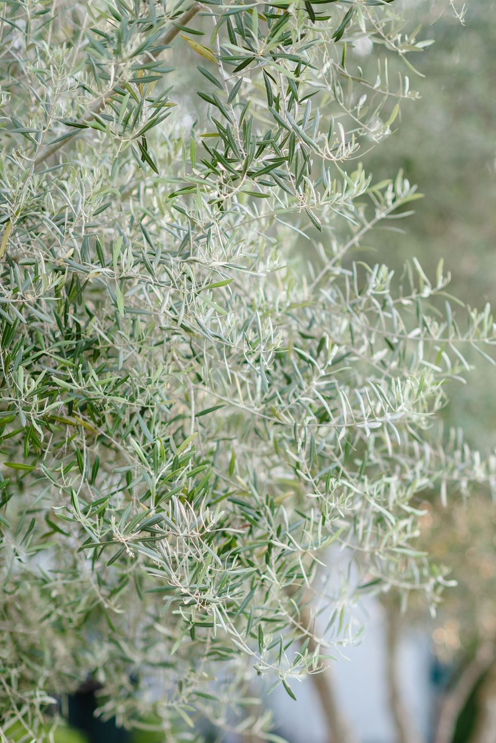 Olive Trees Meg Sandu
