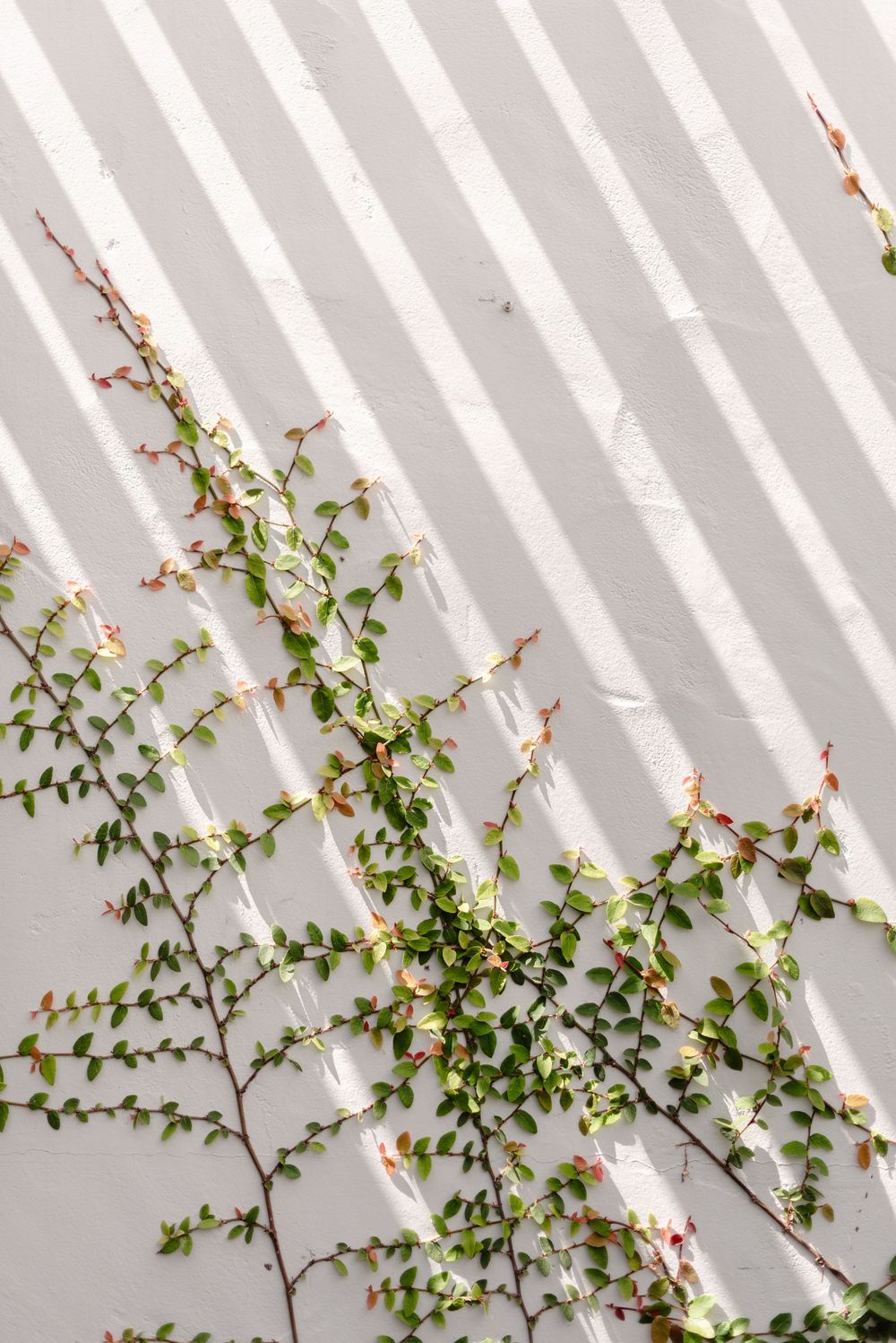 MEG SANDU PHOTOGRAPHY light on vines Montecito