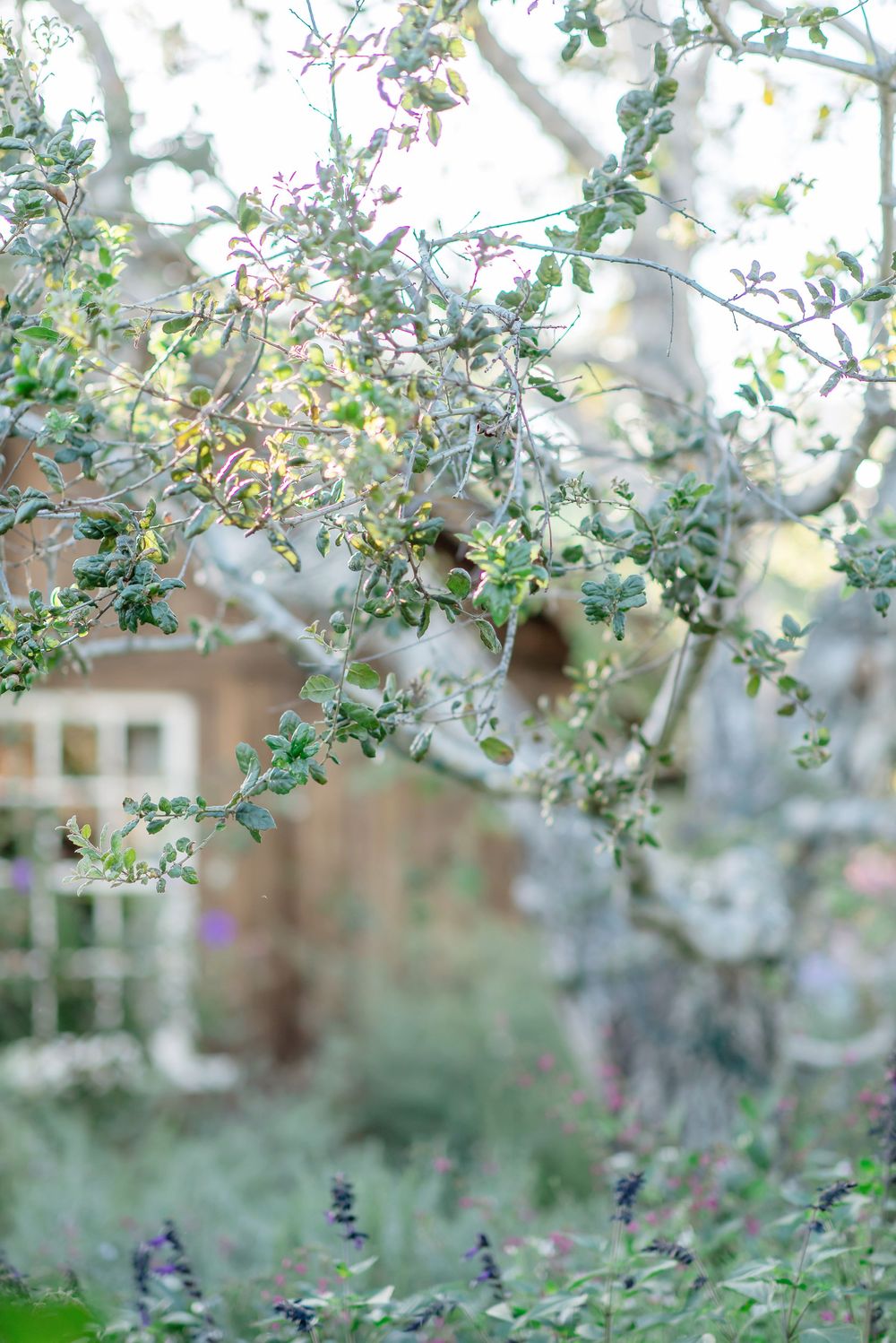 San Ysidro Ranch landscape Montecito Photographer