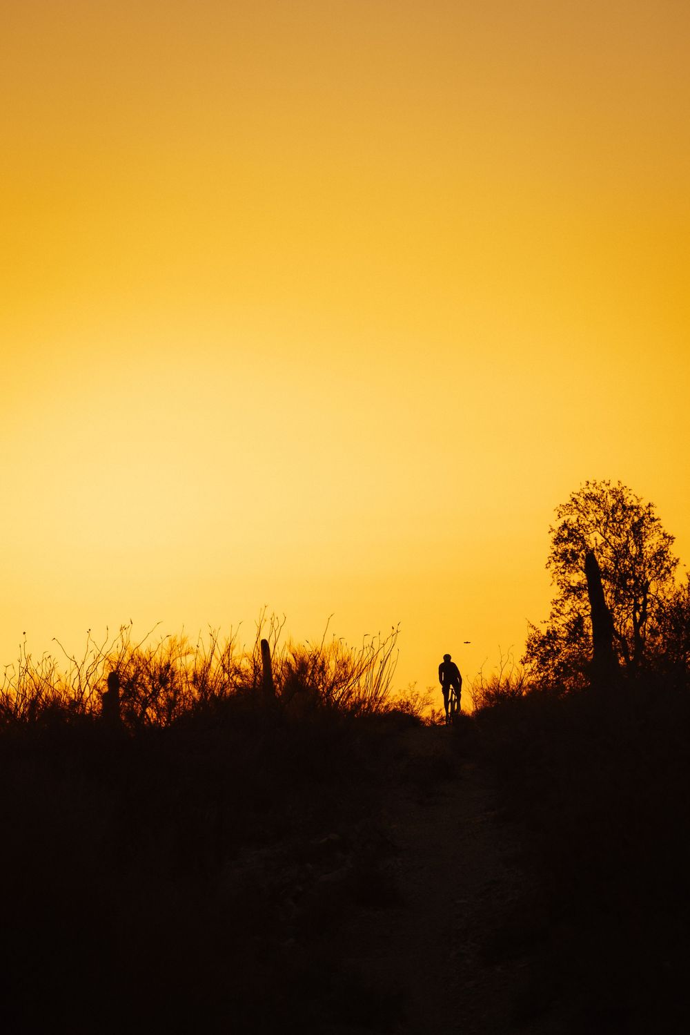 Silhouette of a person standing on a hill against a golden sunset sky with tall grass and a tree in the background.