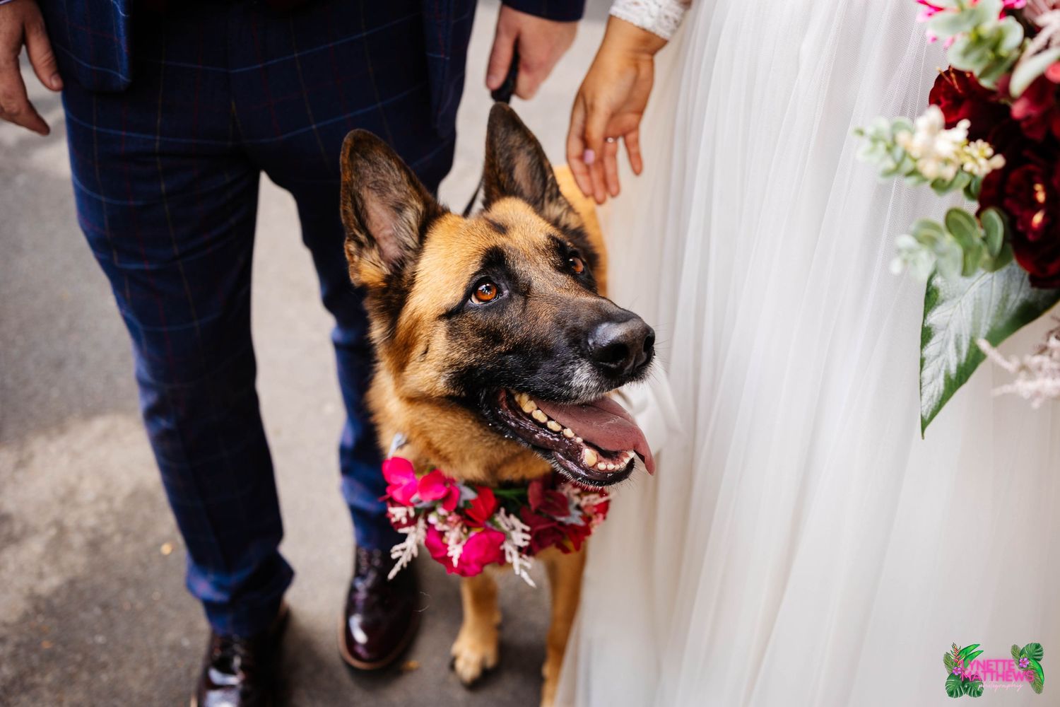 A German Shepherd dog wearing a floral collar stands next to bride and groom at bartle hall captured by lynette matthews photography