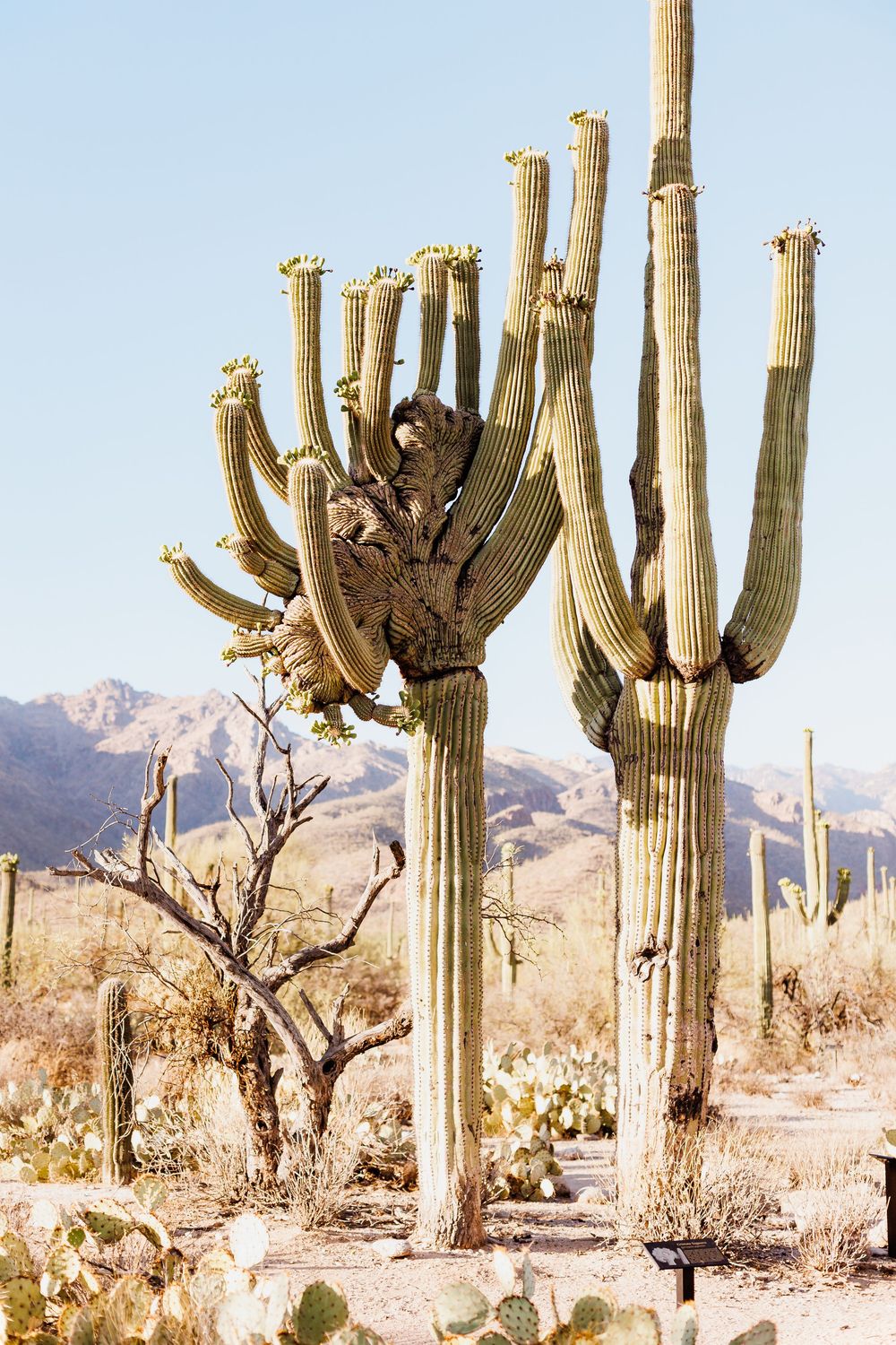 Towering saguaro cacti stand against a desert mountain backdrop in Arizona's Sonoran Desert landscape.