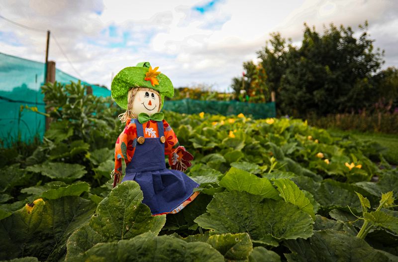 A cheerful scarecrow with a green hat stands among lush green pumpkin vines in a sunny garden patch.