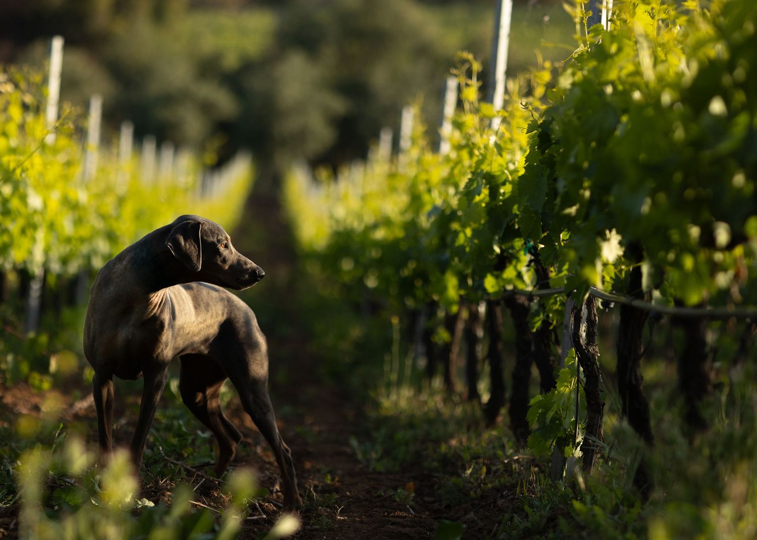 A Great Dane dog stands in golden sunlight between rows of grapevines at a vineyard.
