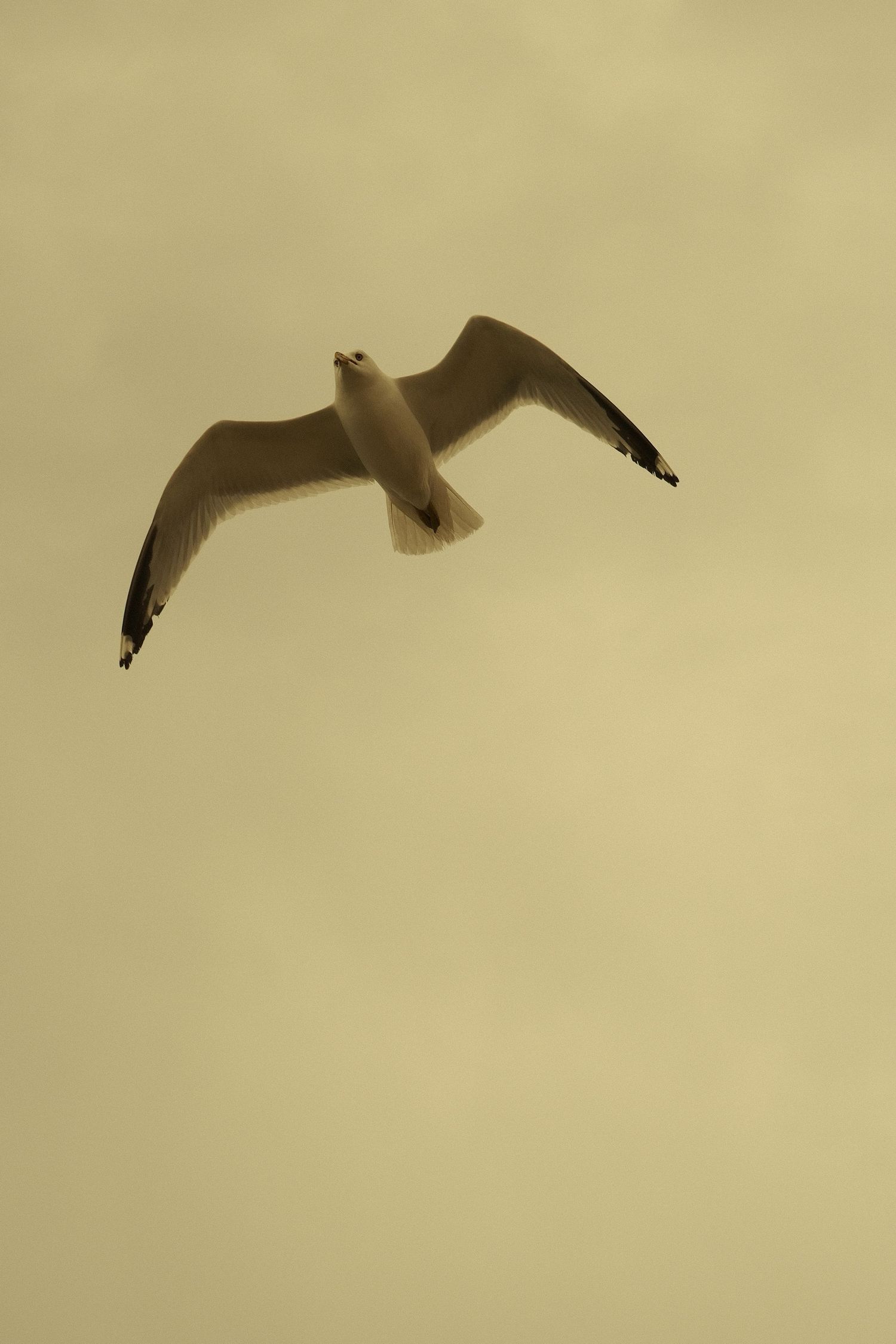 A seagull soars gracefully through a soft beige sky with wings outstretched in a serene minimalist composition.
