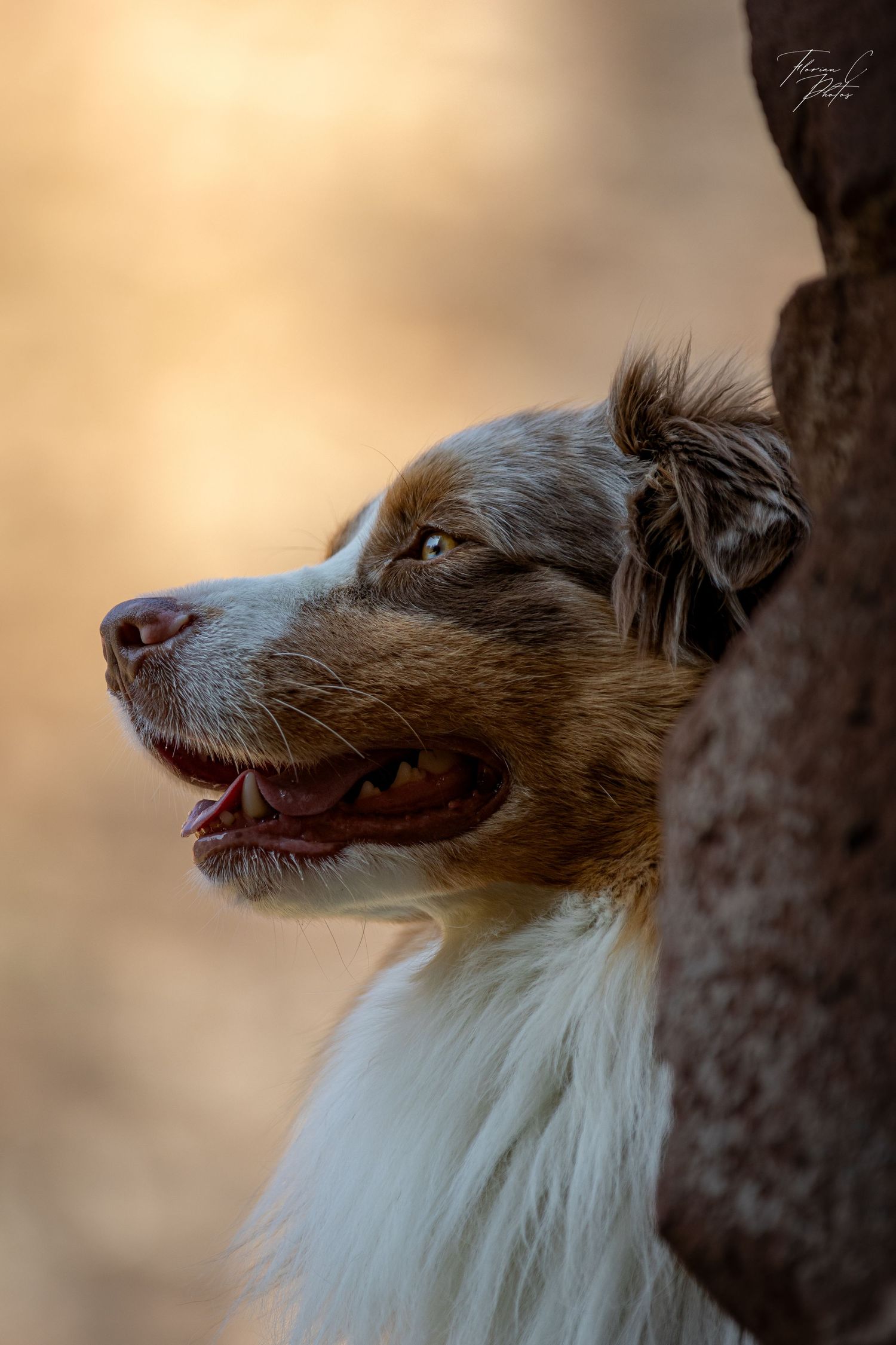 chien / berger australien / château / pierre / photo / Alsace