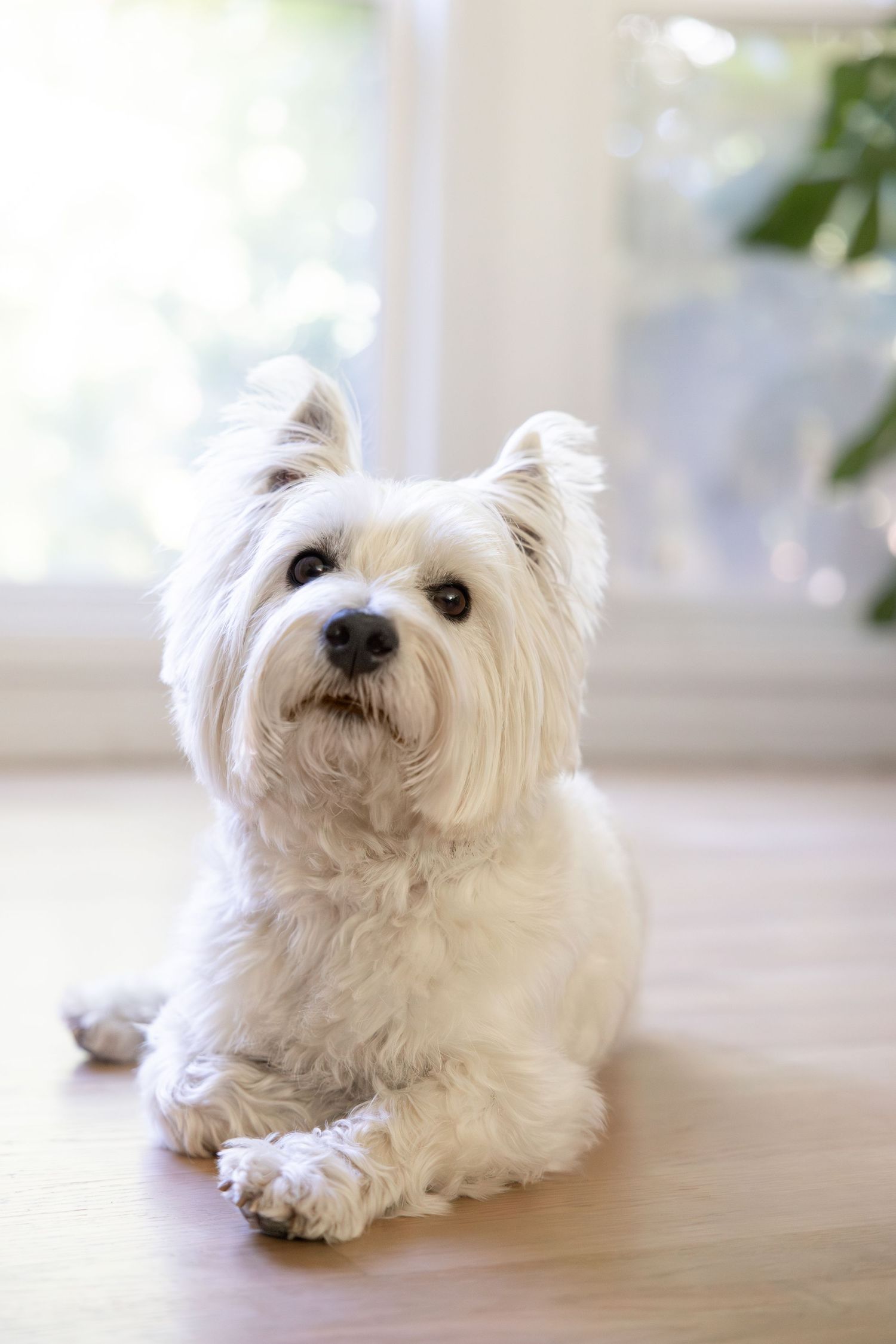 West Highland White Terrier indoor portrait. Studio dog photography. Copyright Amanda Barr Photography.