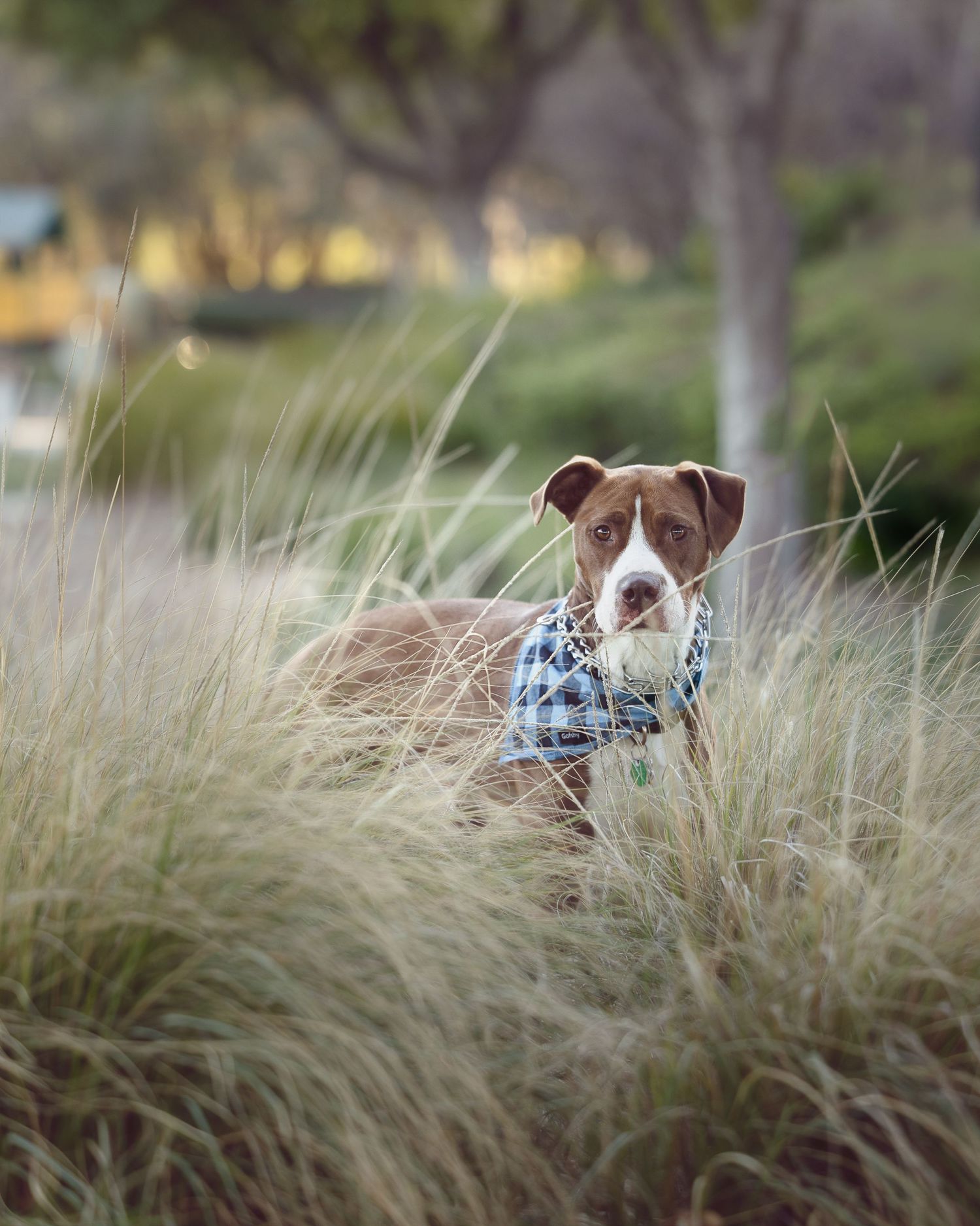 Brown and white pit bull wearing a blue plaid bandana peeks through tall grass in an outdoor nature setting.