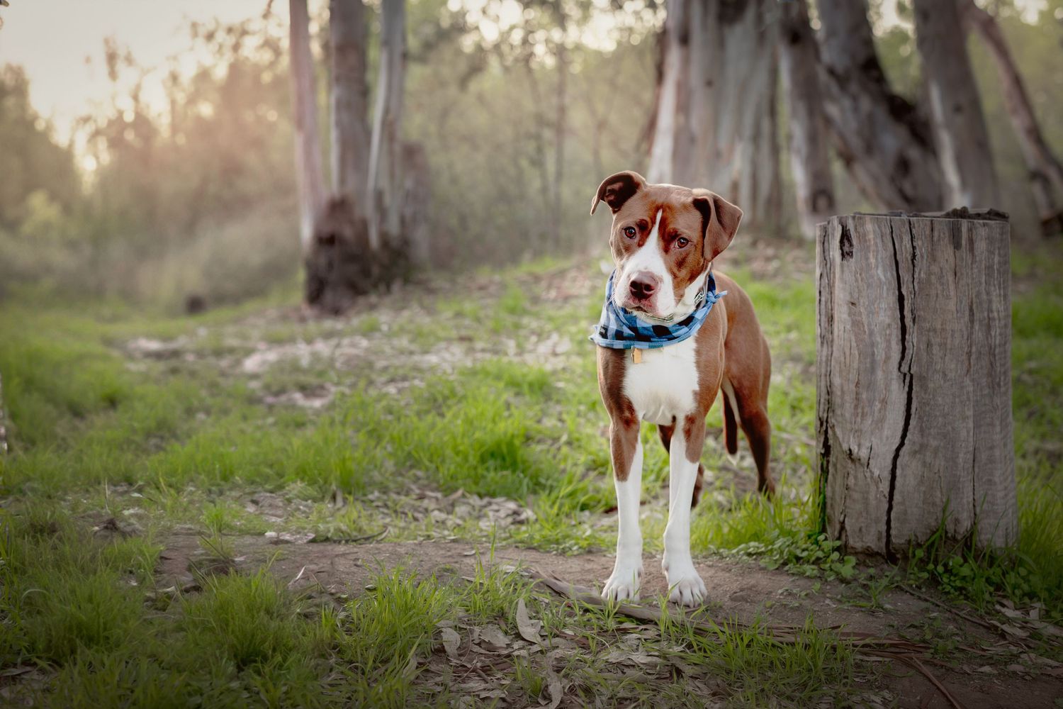 Brown and white boxer dog wearing blue collar stands alert on grassy path near eucalyptus trees at sunset.