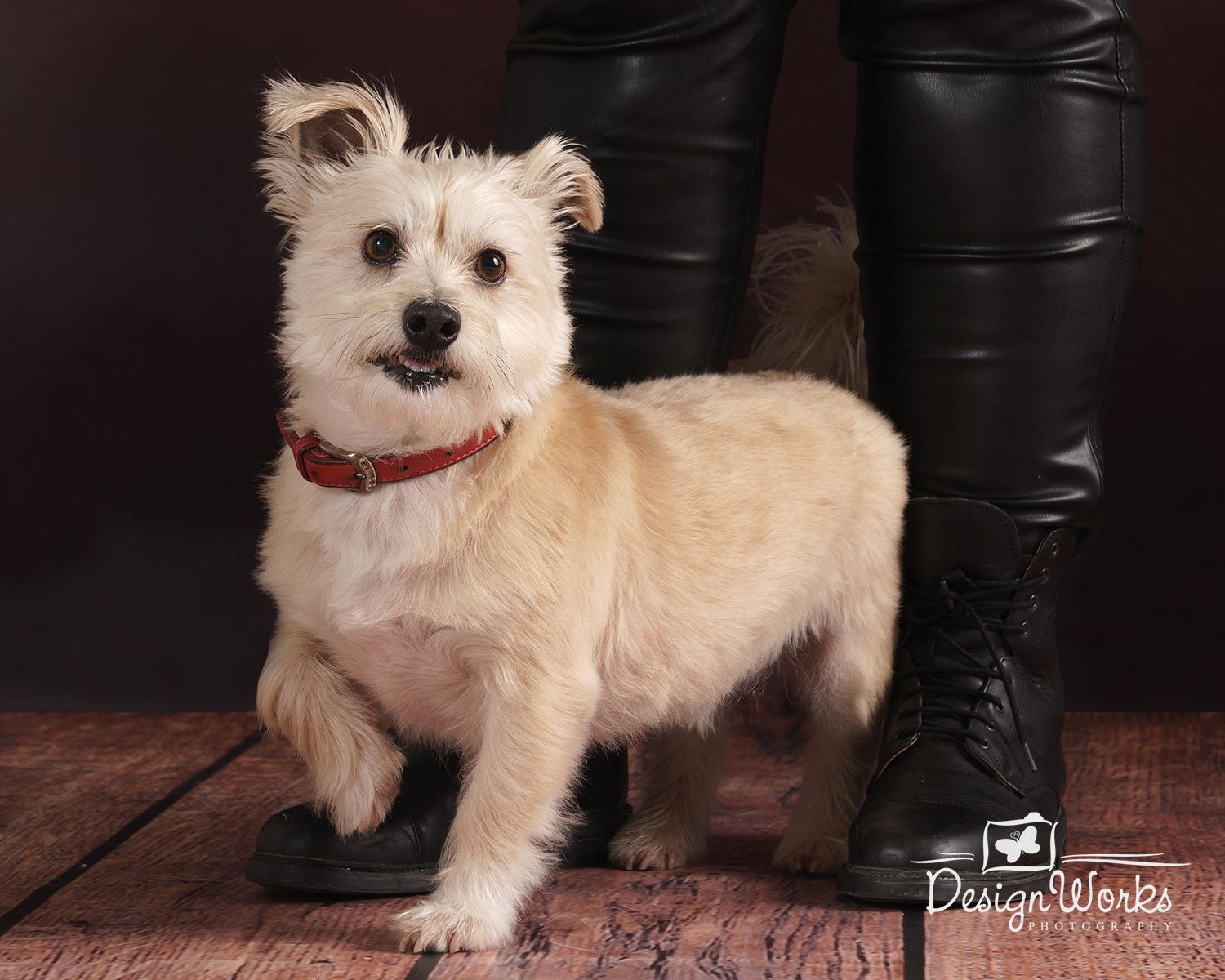 A small white fluffy dog with a red collar poses next to black boots on wooden flooring.