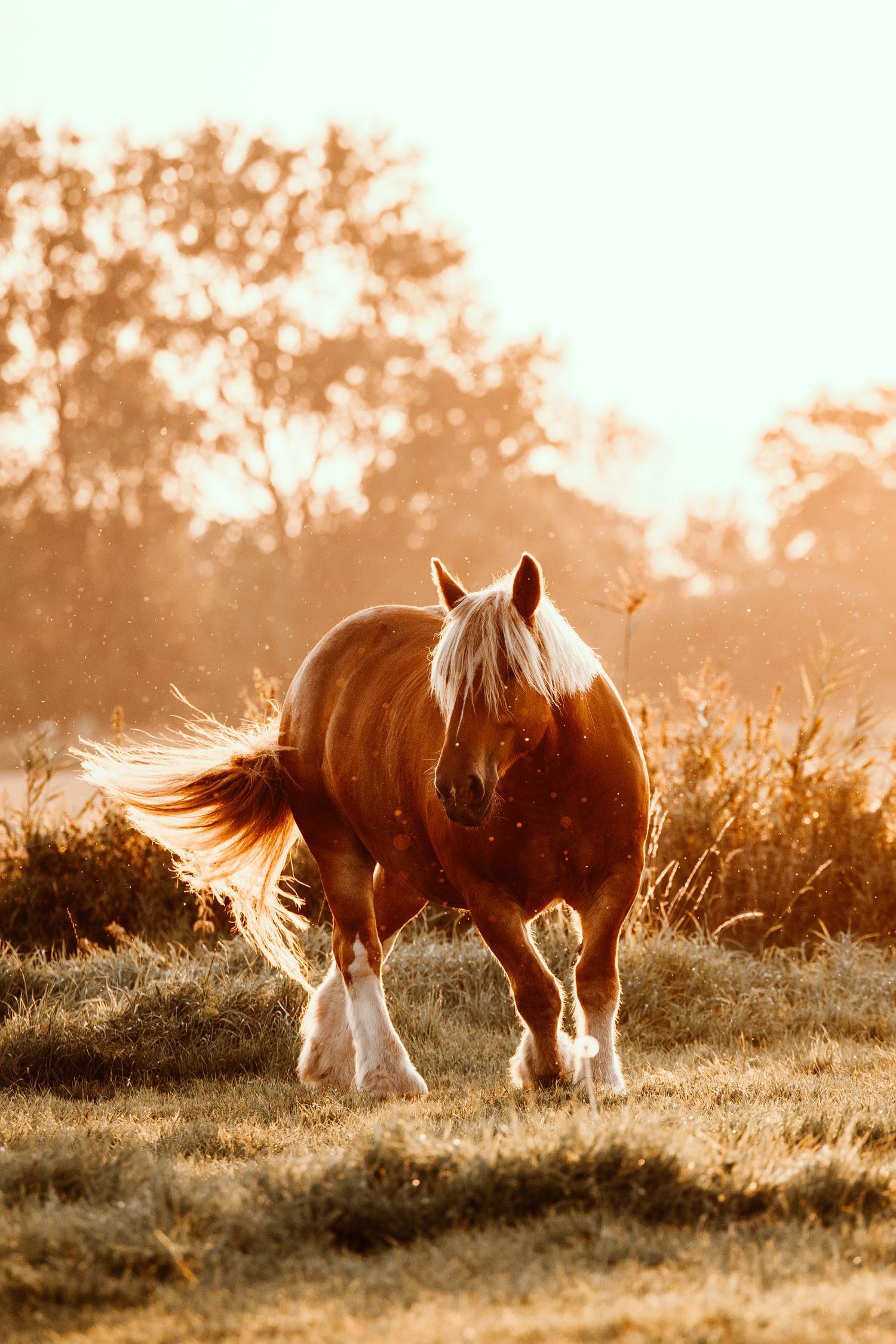 A majestic chestnut horse walks through a sunlit field at golden hour with its tail flowing in the breeze.