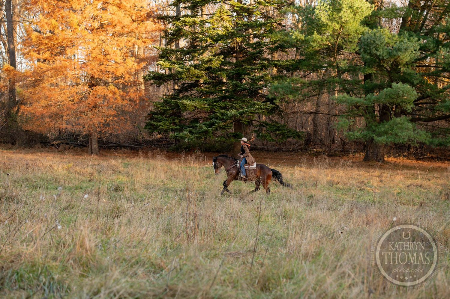 Lone rider on horseback in field with autumn foliage and evergreen trees.