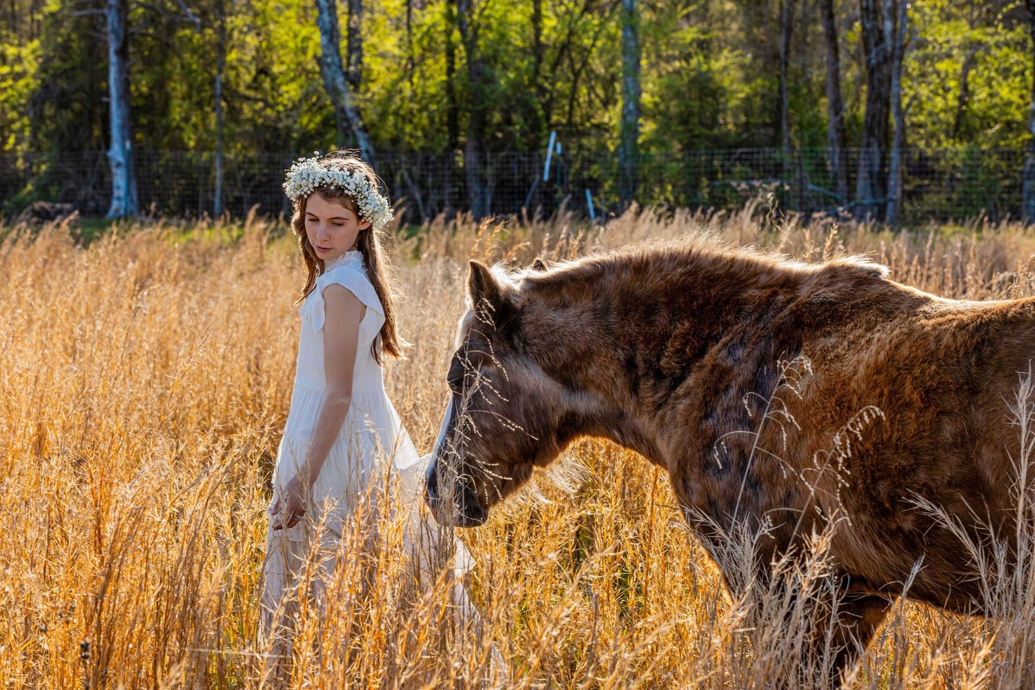 A horse and companion walking through tall golden grass in autumn sunlight.