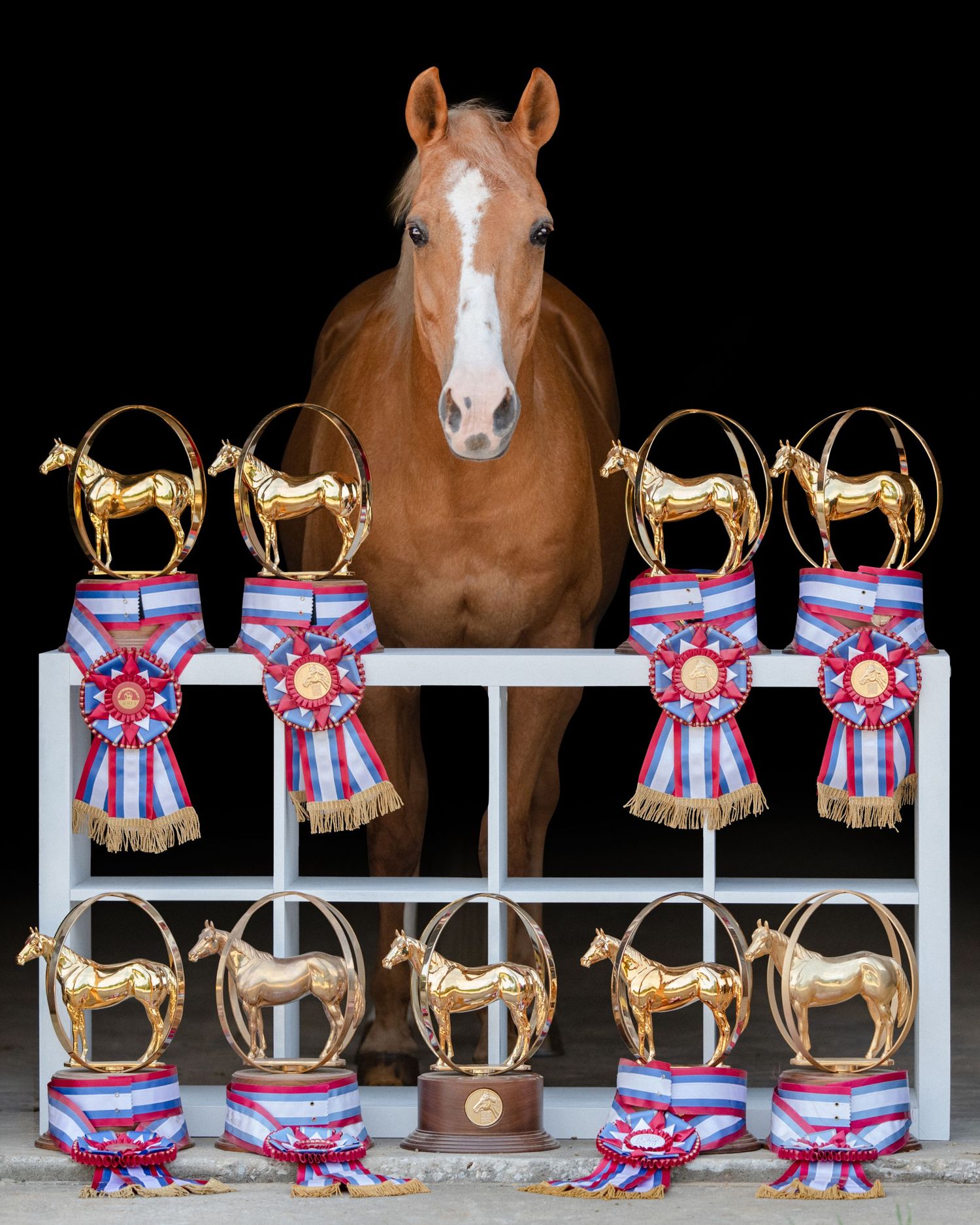 Briggs Performance Horses