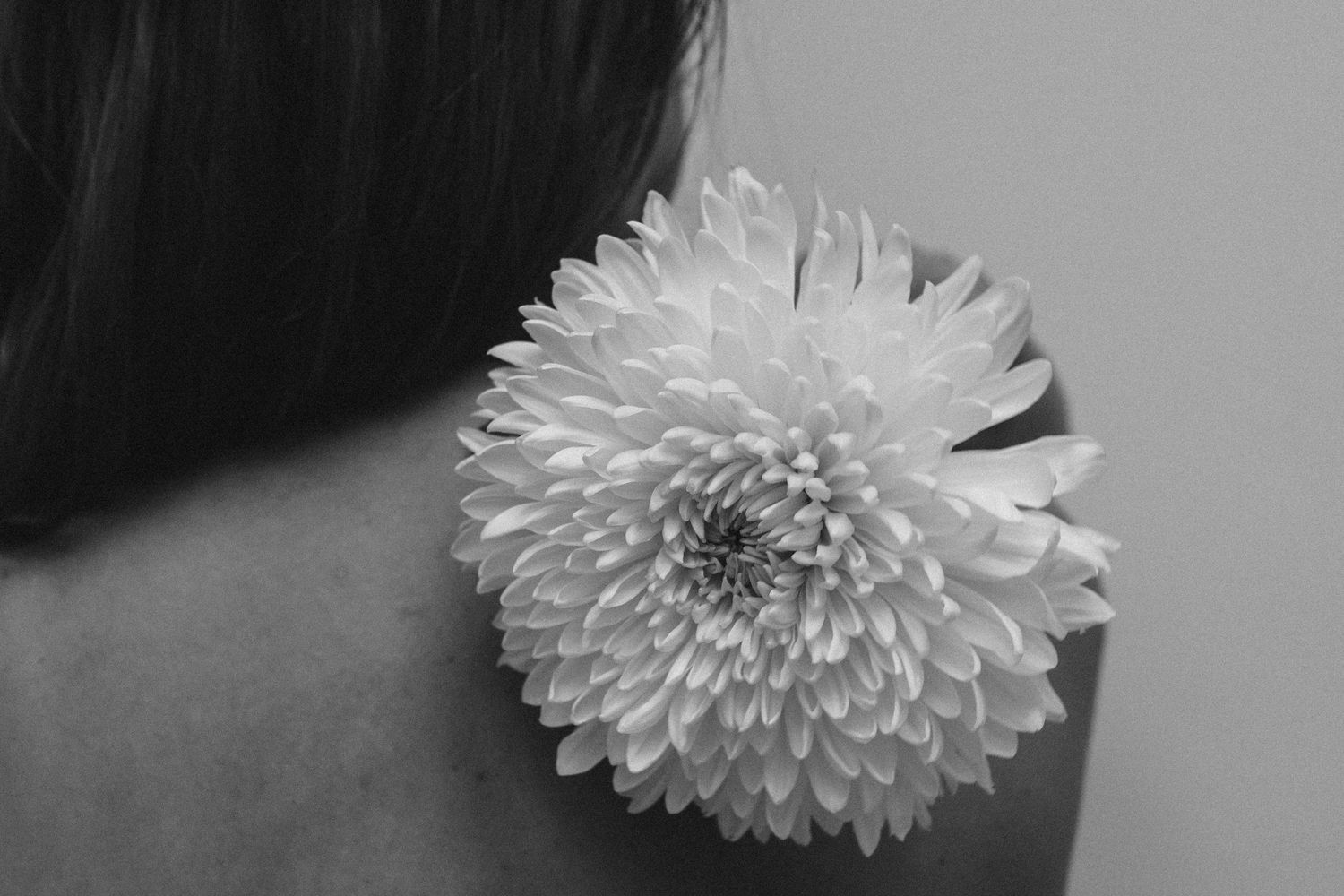 Black and white photograph showing a large white chrysanthemum flower placed against a dark background.