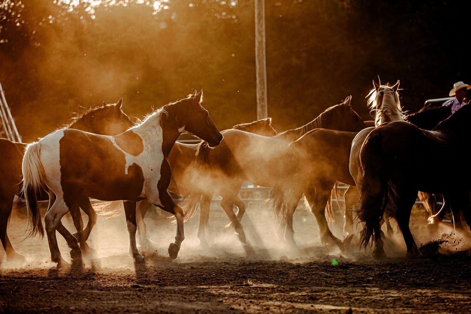 Black and white photograph of horses lined up at an equestrian event.