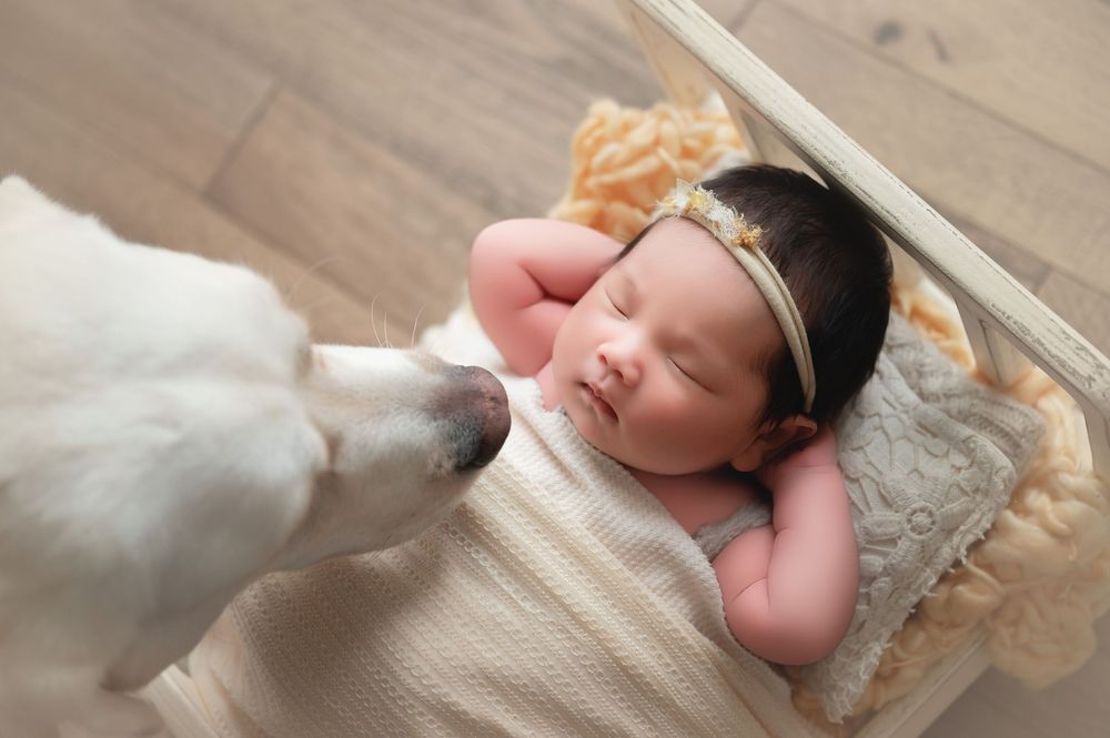 Newborn baby sleeping in a tiny bed while a white dog gently sniffs the infant during a professional photo session.