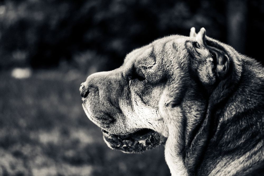 Black and white profile view of a Shar Pei dog with distinctive wrinkled skin and pointed ears against dark background.