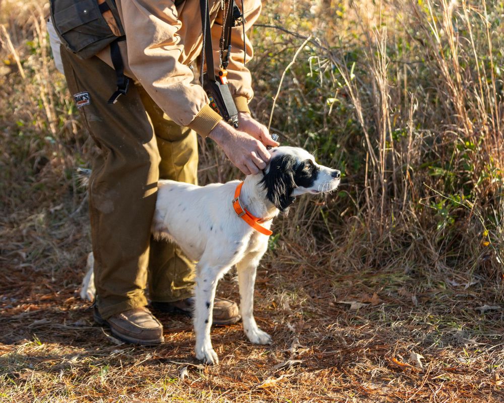 Commercial: Rio Piedra, Quail Hunt