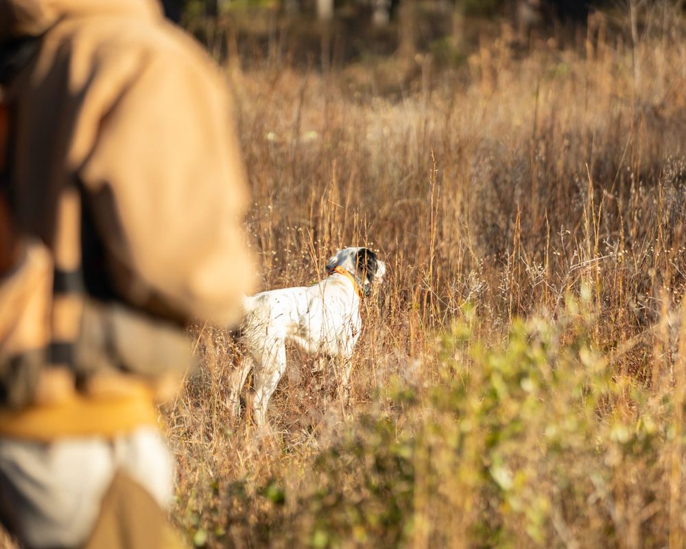 Commercial: Rio Piedra, Quail Hunt