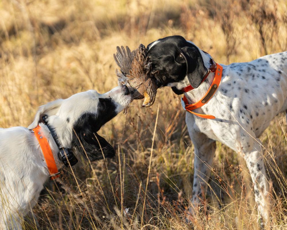 Commercial: Rio Piedra, Quail Hunt