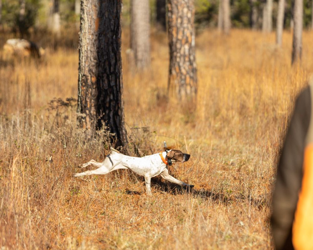 Commercial: Rio Piedra, Quail Hunt