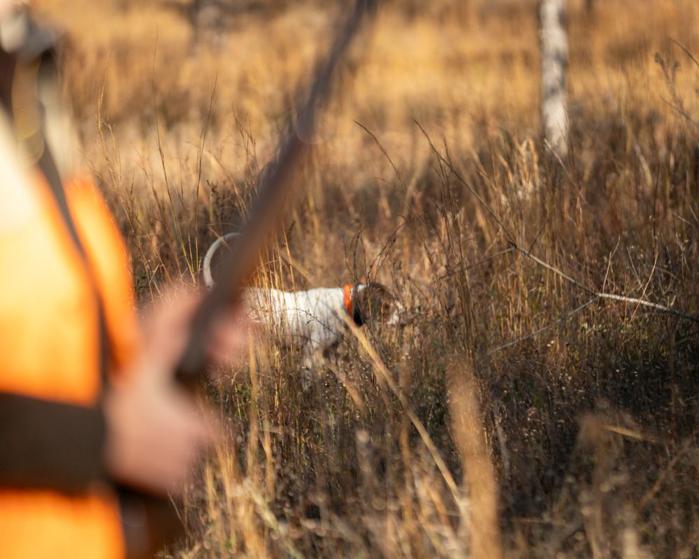Commercial: Rio Piedra, Quail Hunt