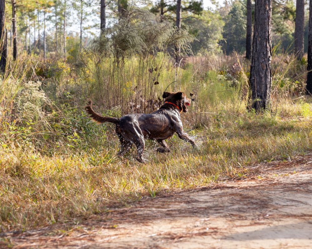 Sporting Dogs: Labrador, Quail Hunting