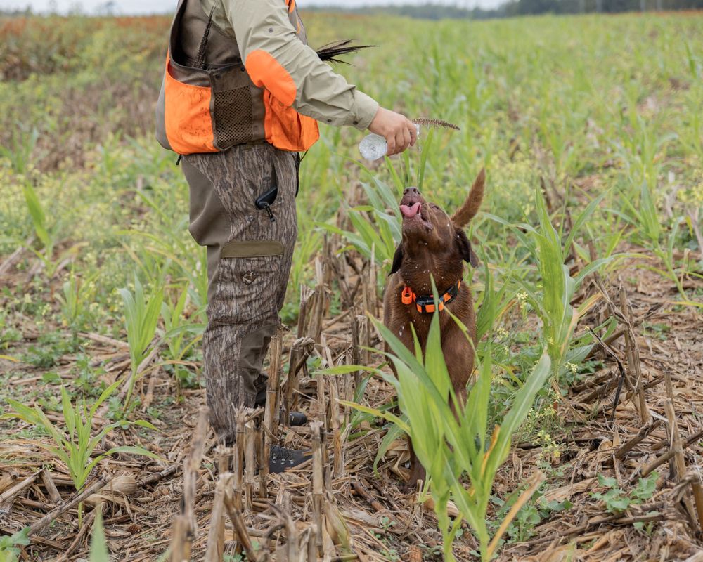 Commercial: Mossy Pond, Pheasant Hunt