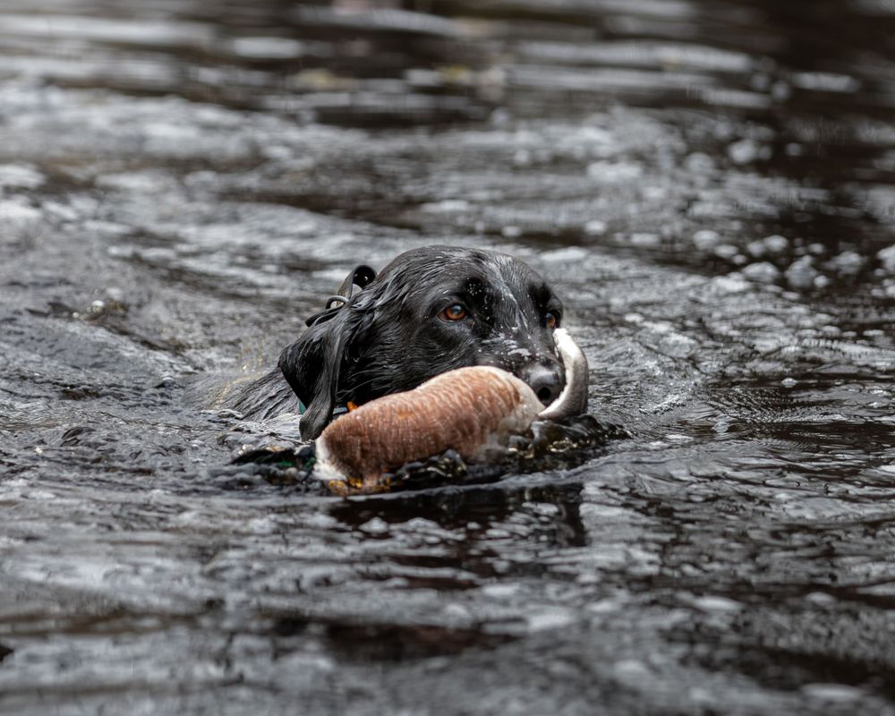 Sporting Dogs: Labrador, Duck Hunting