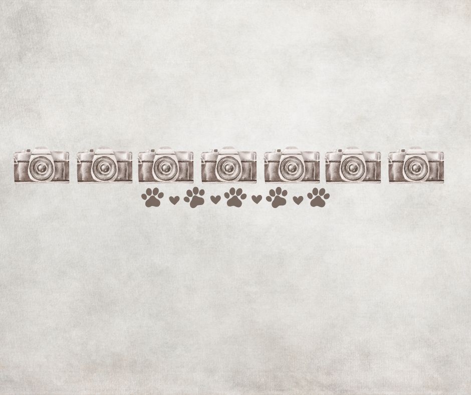 Row of vintage cameras above heart and paw print icons on textured beige background.