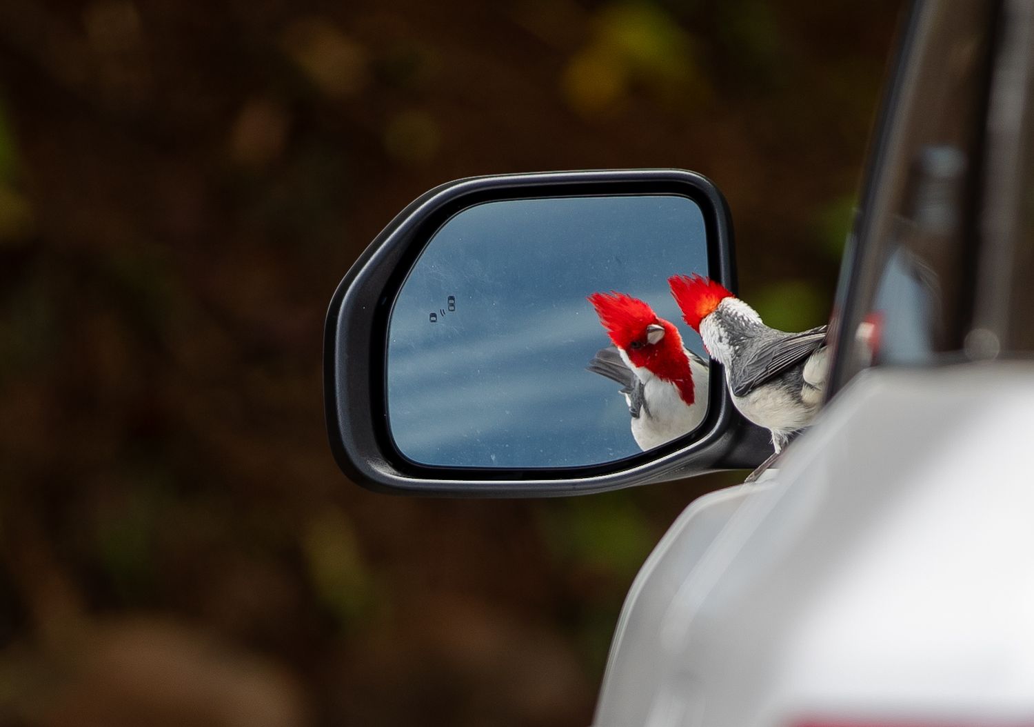 A red-crested cardinal perches on a car side mirror, reflected in the glass against a blurred green background.