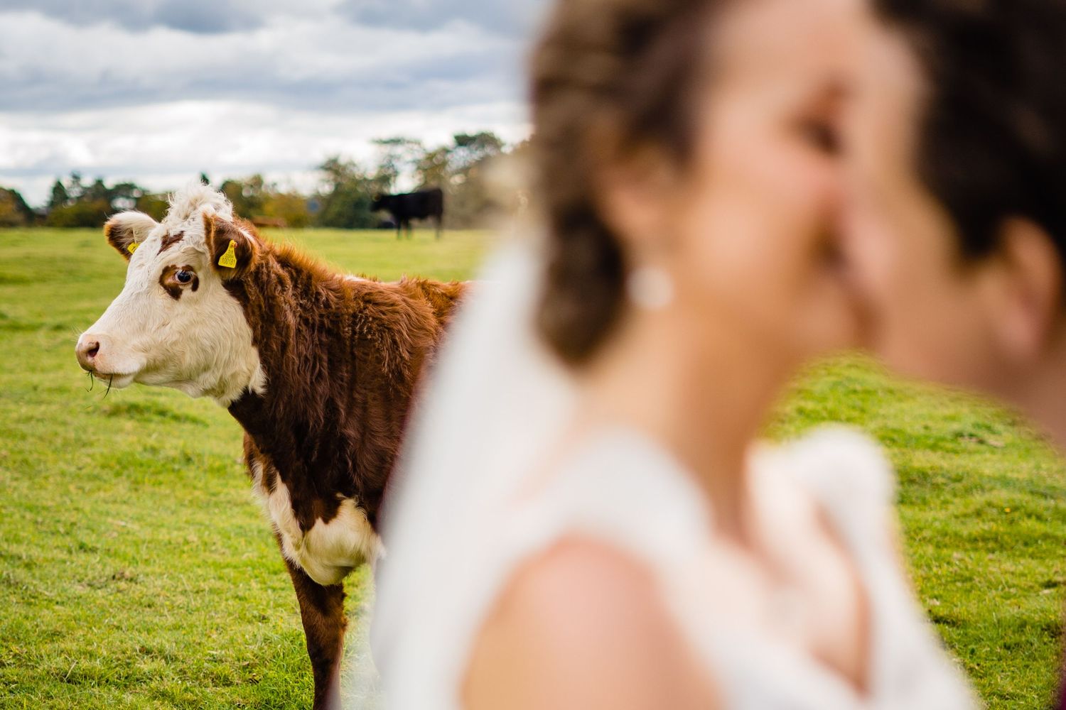 Bride and groom share a romantic moment outdoors while a curious brown and white cow watches in a green field.
